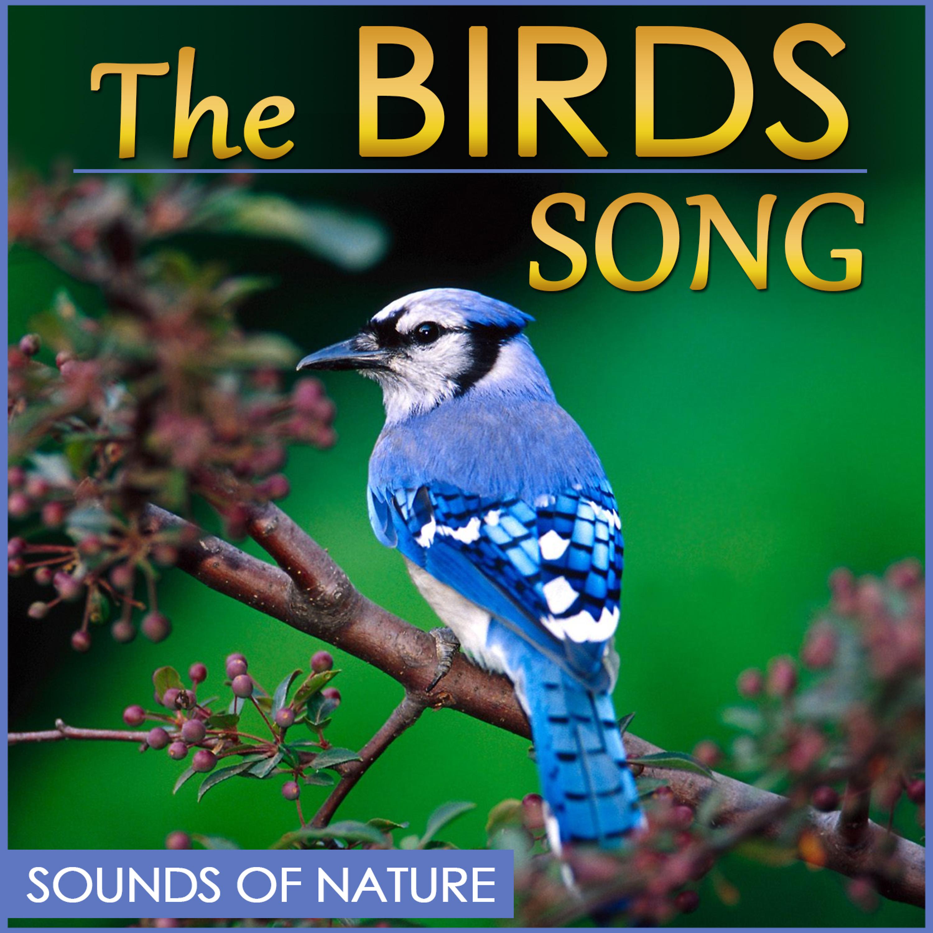 Постер альбома The Birds Song. Sound of Nature