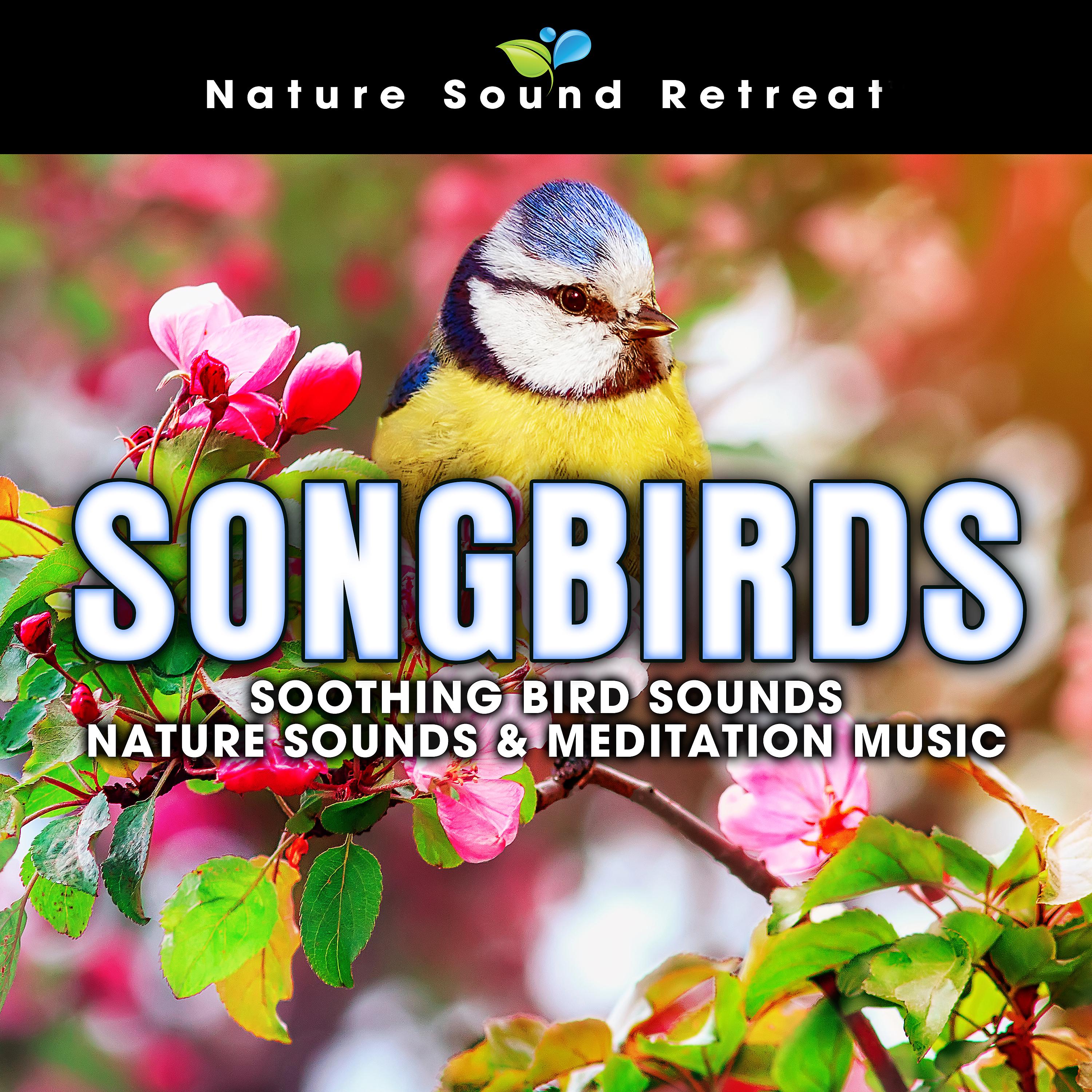 Постер альбома Songbirds: Soothing Bird Sounds - Nature Sounds & Meditation Music