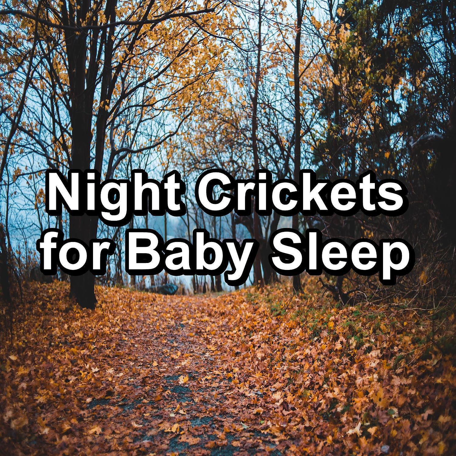 Постер альбома Night Crickets for Baby Sleep