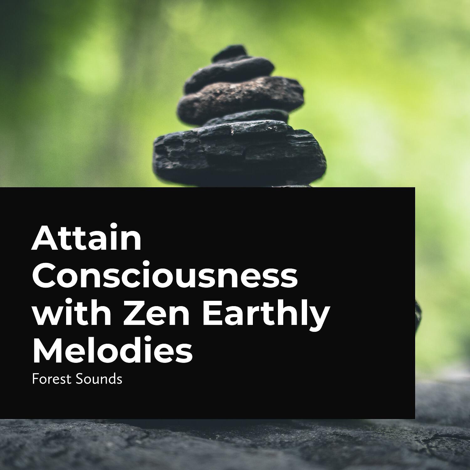 Forest Sounds - Divine Earth Music