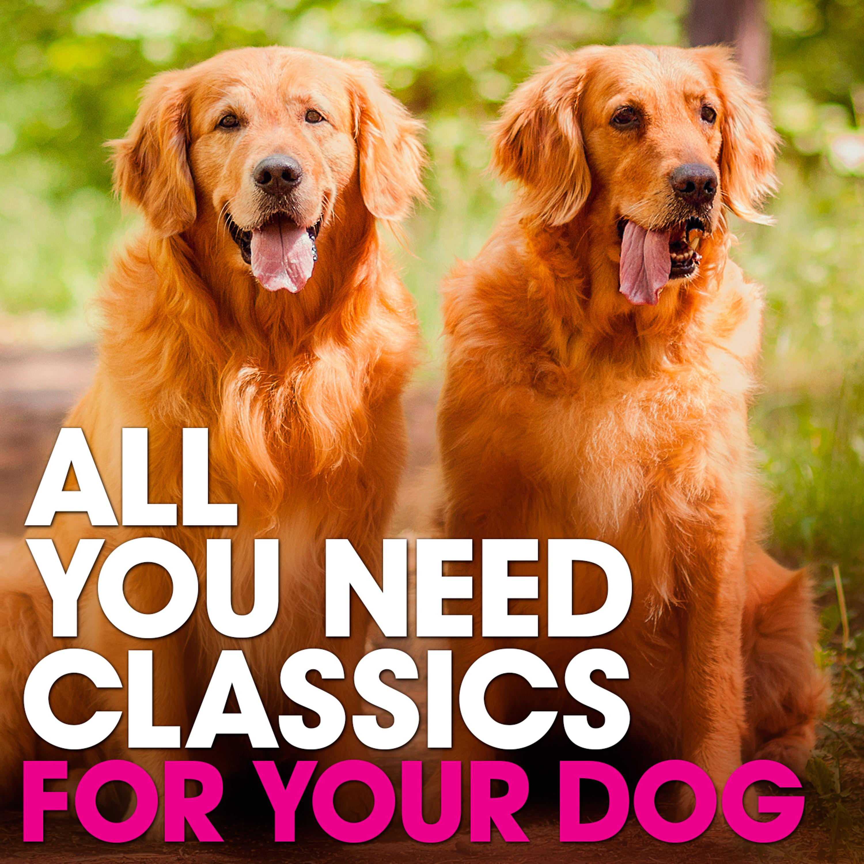 Постер альбома For Your Dog: All You Need Classics
