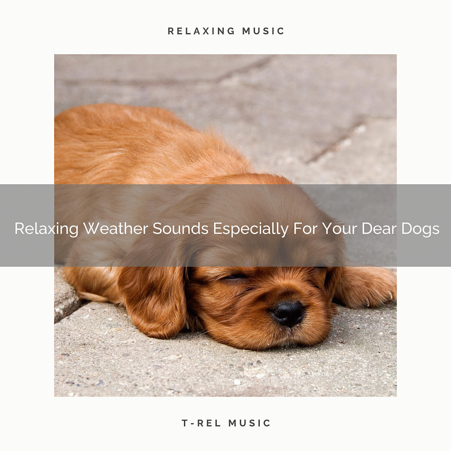 Pets Relax - Calming Woods Noises Especially For Household Dogs