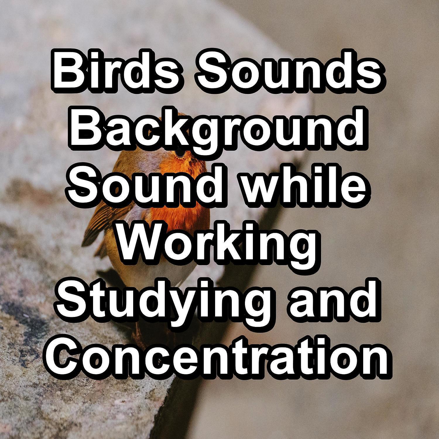 Bird Songs - ASMR Bird Sounds ASMR Instant Relaxing Loopable for the Night