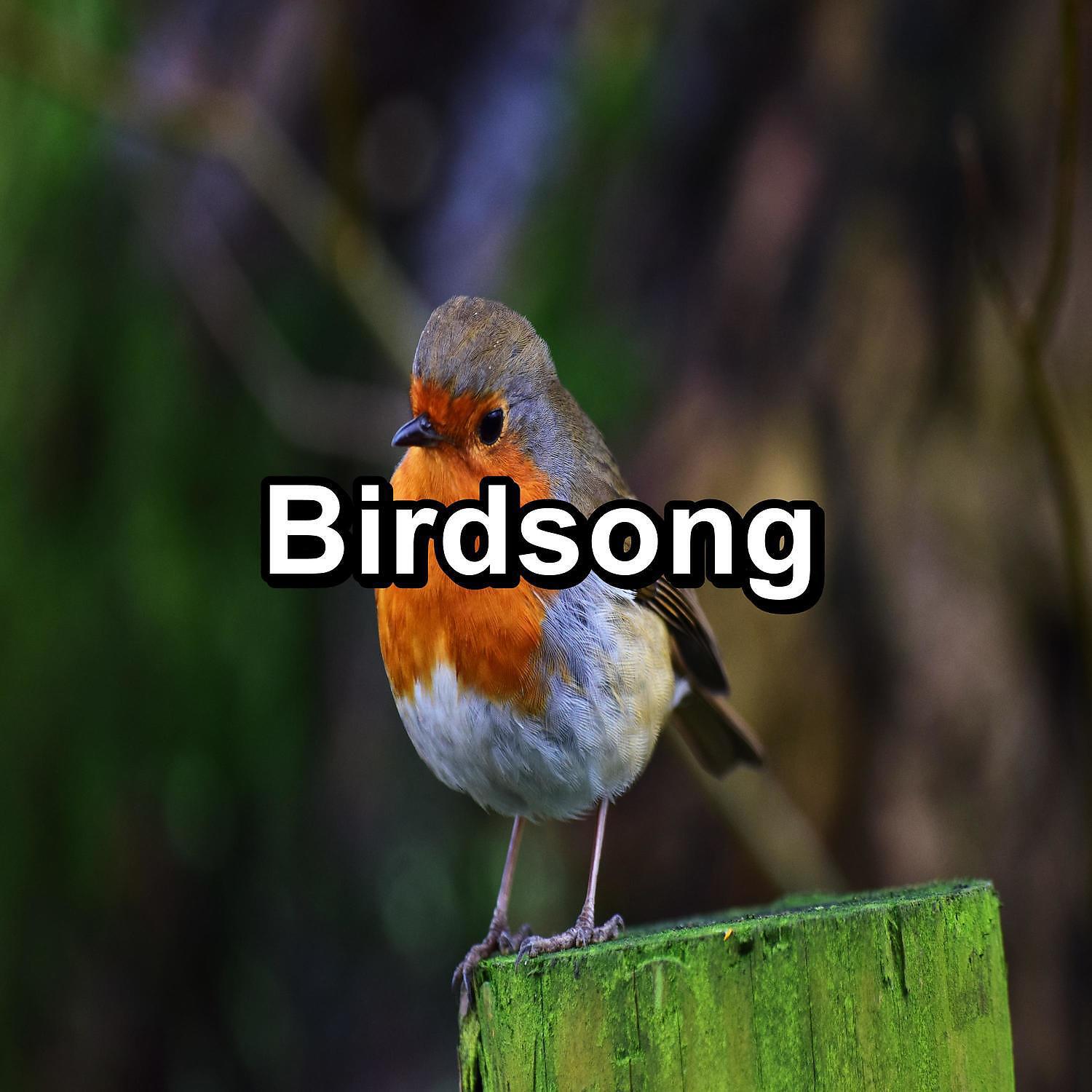 Baby Sleep - Music from Birds For a Cozy Living Room To Loop for 24 Hours