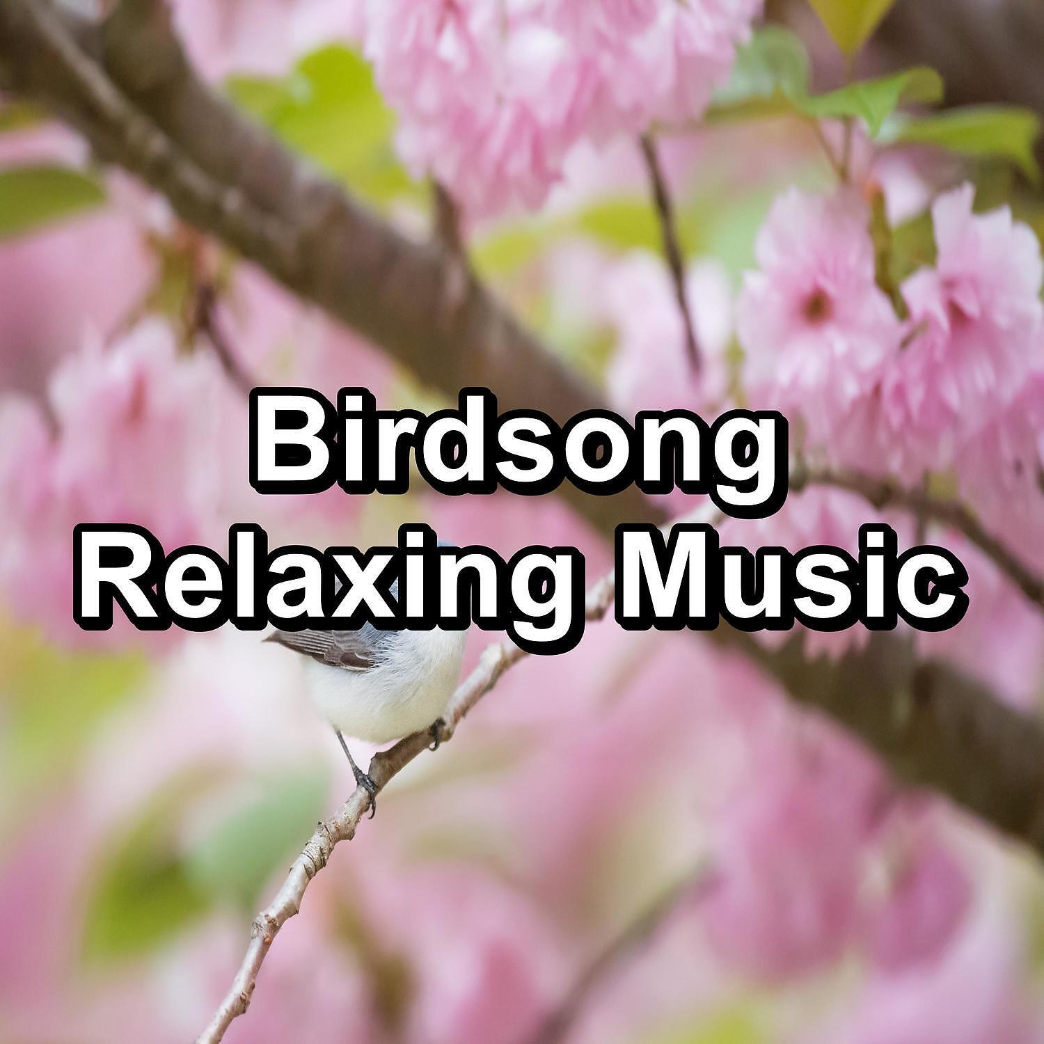 Yoga & Meditation - Birds Sounds ASMR Instant Relaxing To Loop for 8 Hours