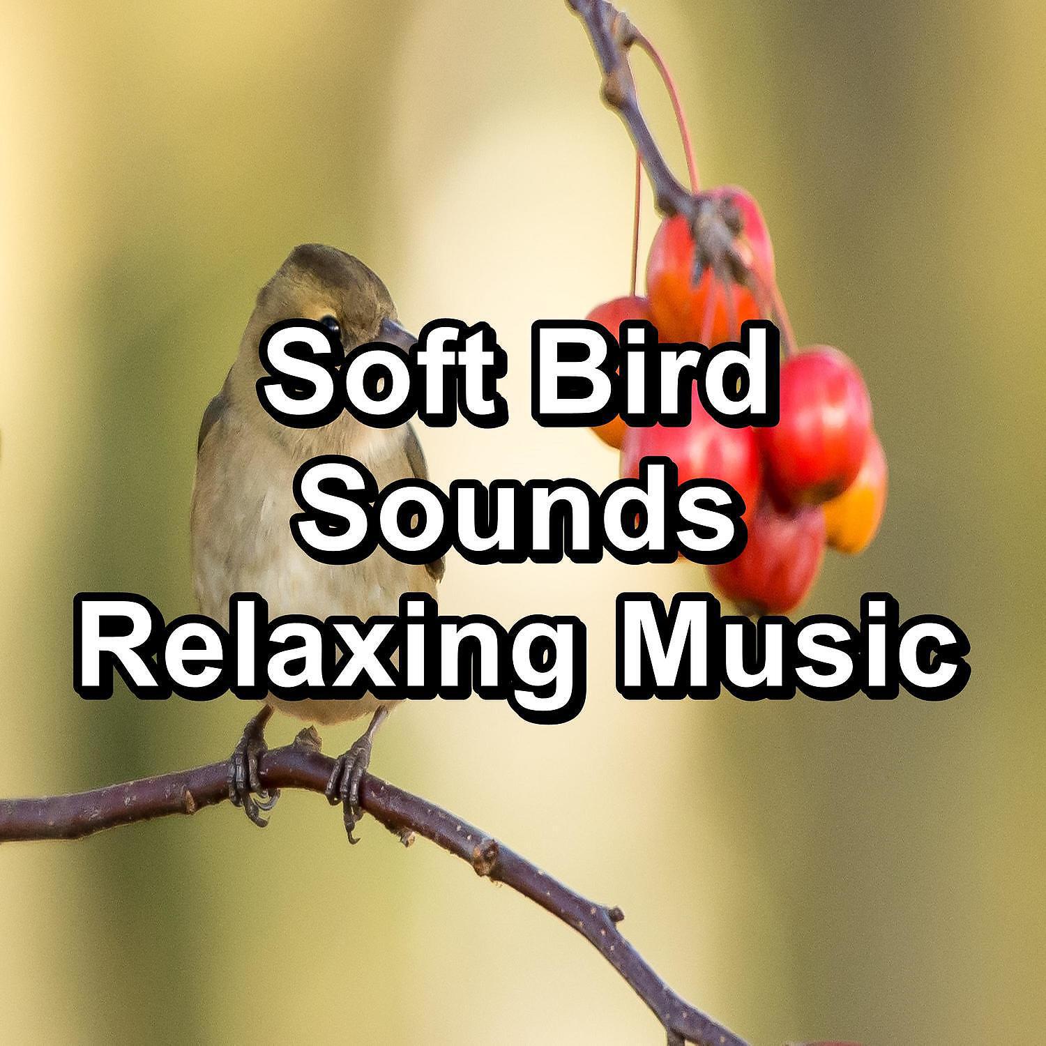Relax Bird Sounds - ASMR Bird Sounds For a Cozy Living Room To Repeat the Whole Night