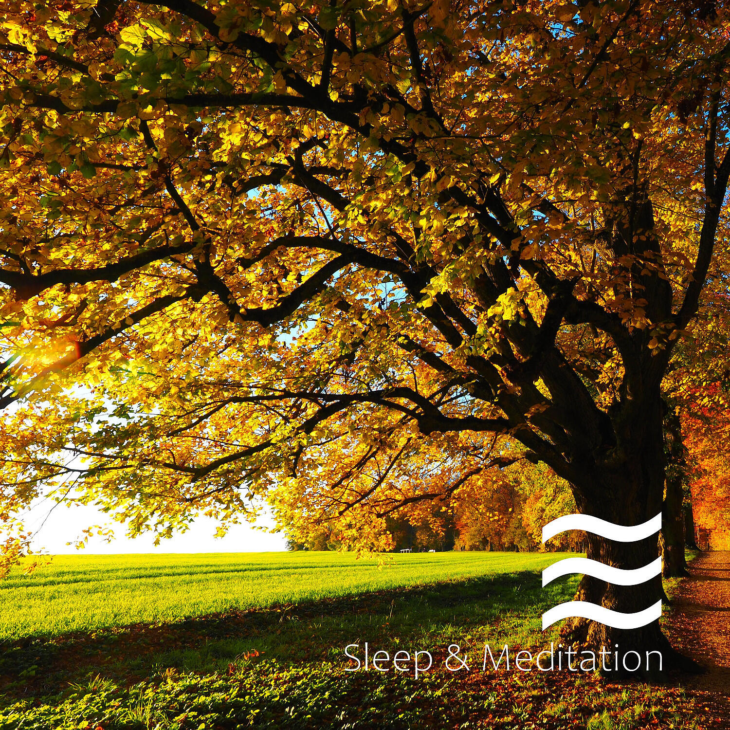 Nature Yoga Sound - Natural Sleep Sound of Forest Noises