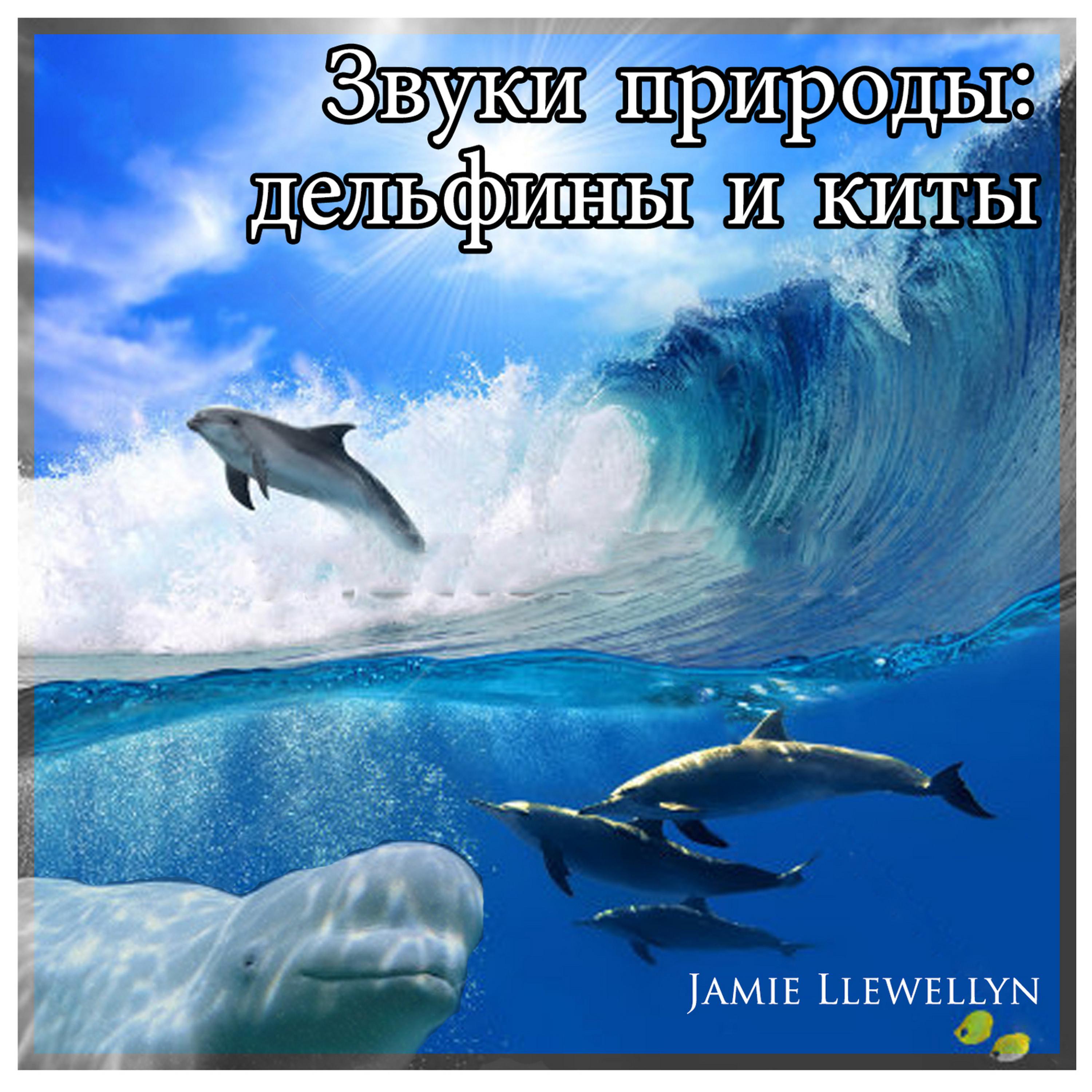 Постер альбома Звуки природы: дельфины и киты