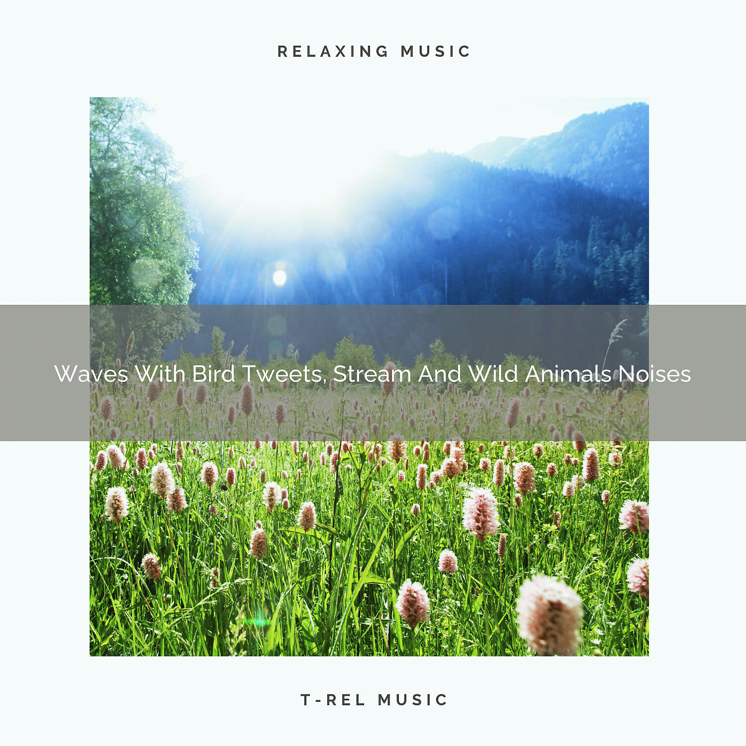 Nature Songs Nature Music - Ocean With Bird Tweets, Stream And Sounds Of Wilderness