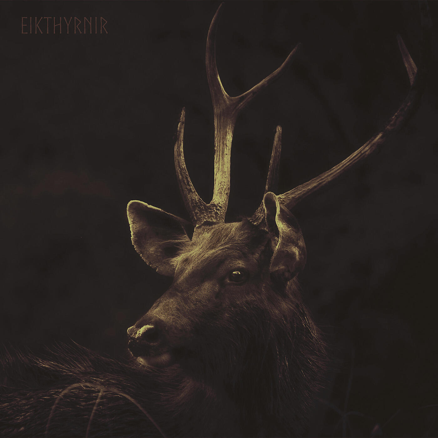 Munknörr - Amarok