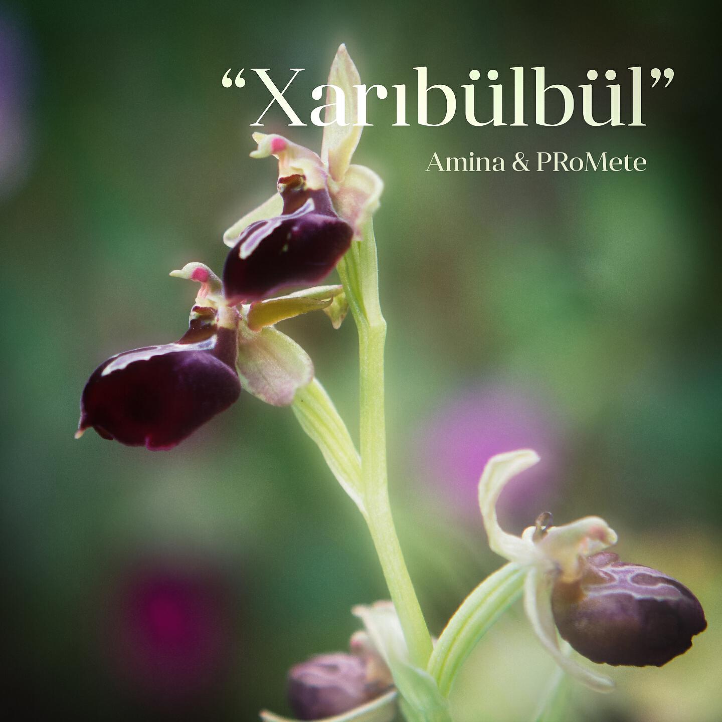 Amina - Xarıbülbül