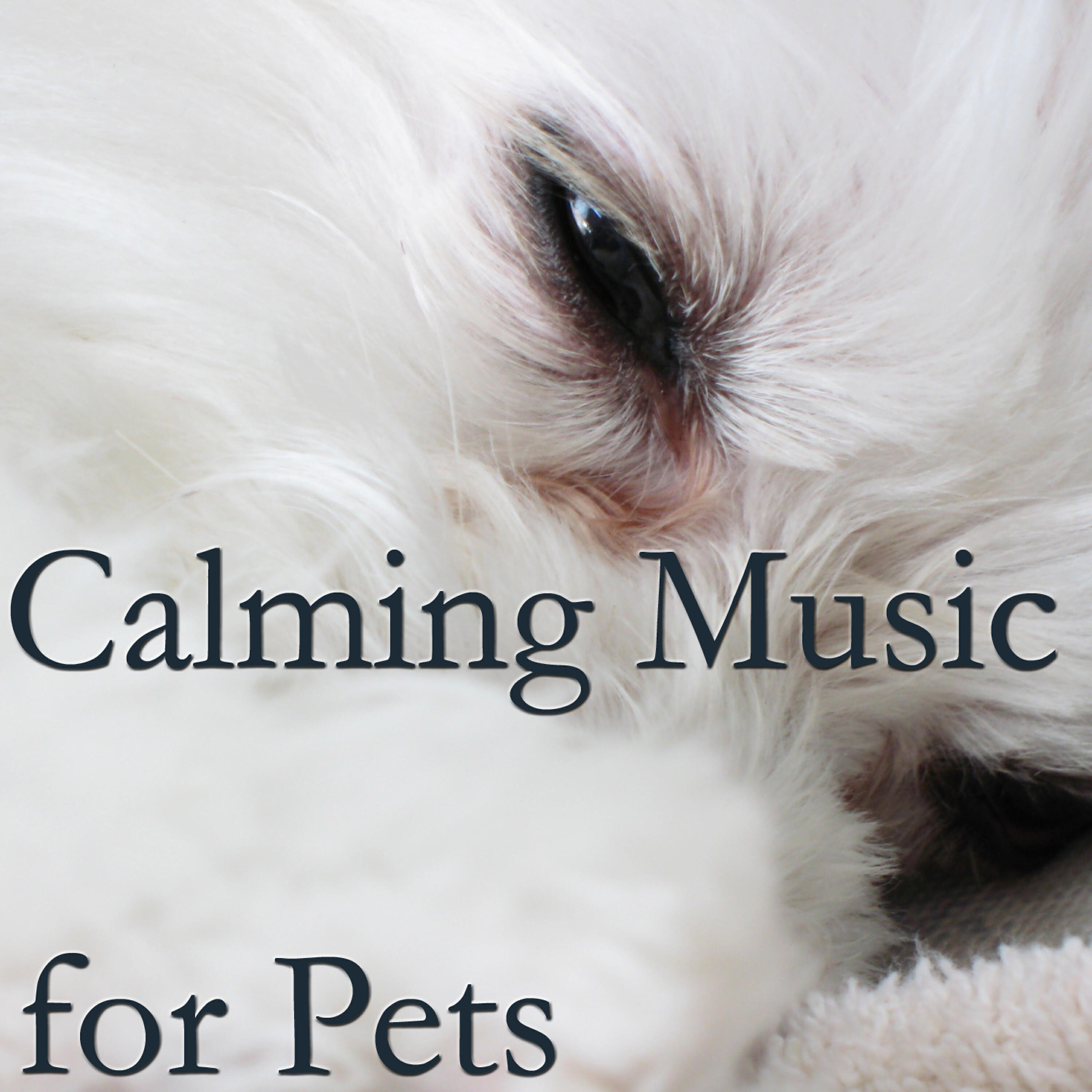 Pet Care Masters - Pet Owners Love