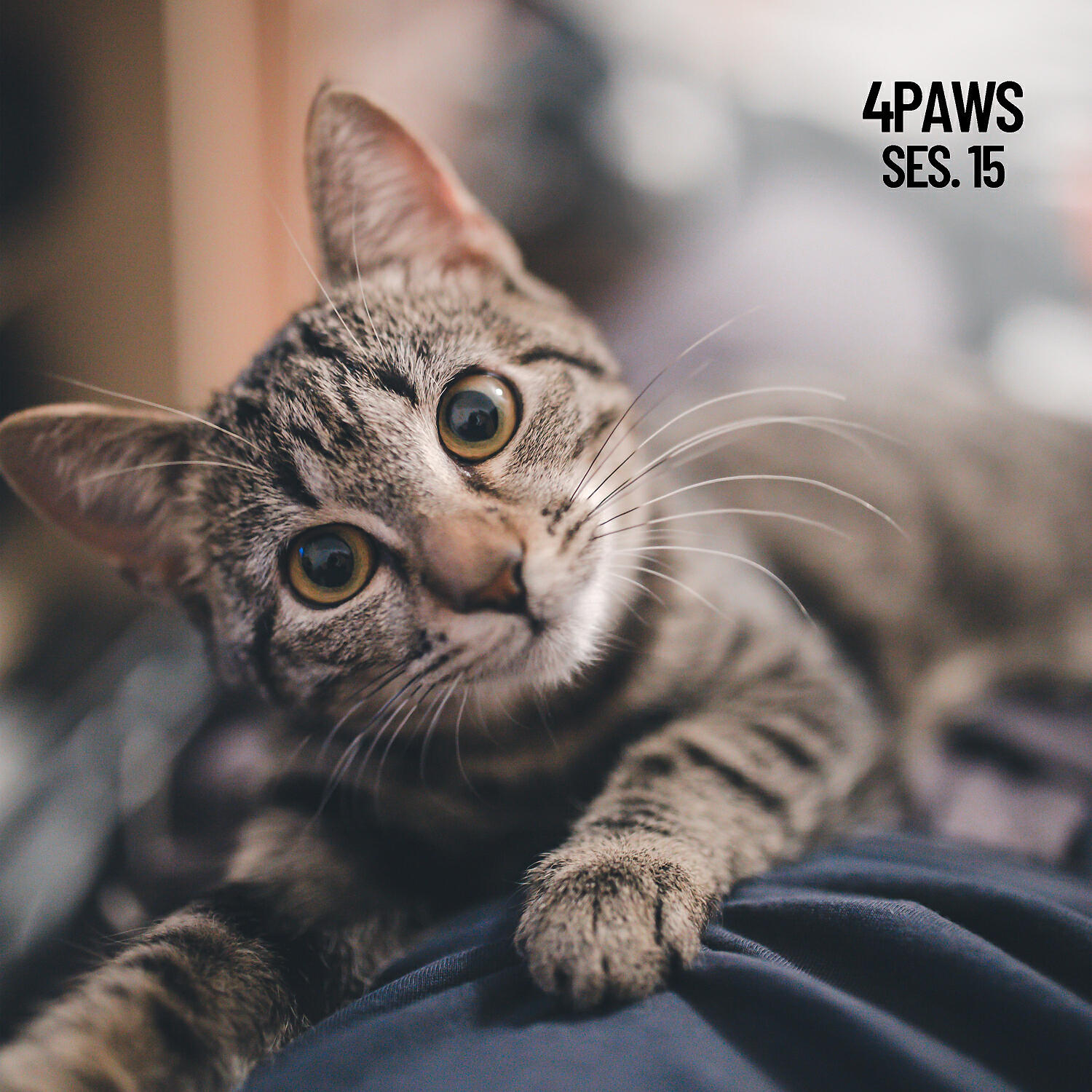 Cat Music - Relaxing Cello Sounds