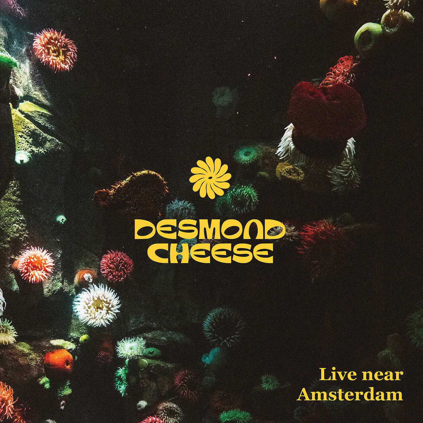 Desmond Cheese - Egypt India (Live)