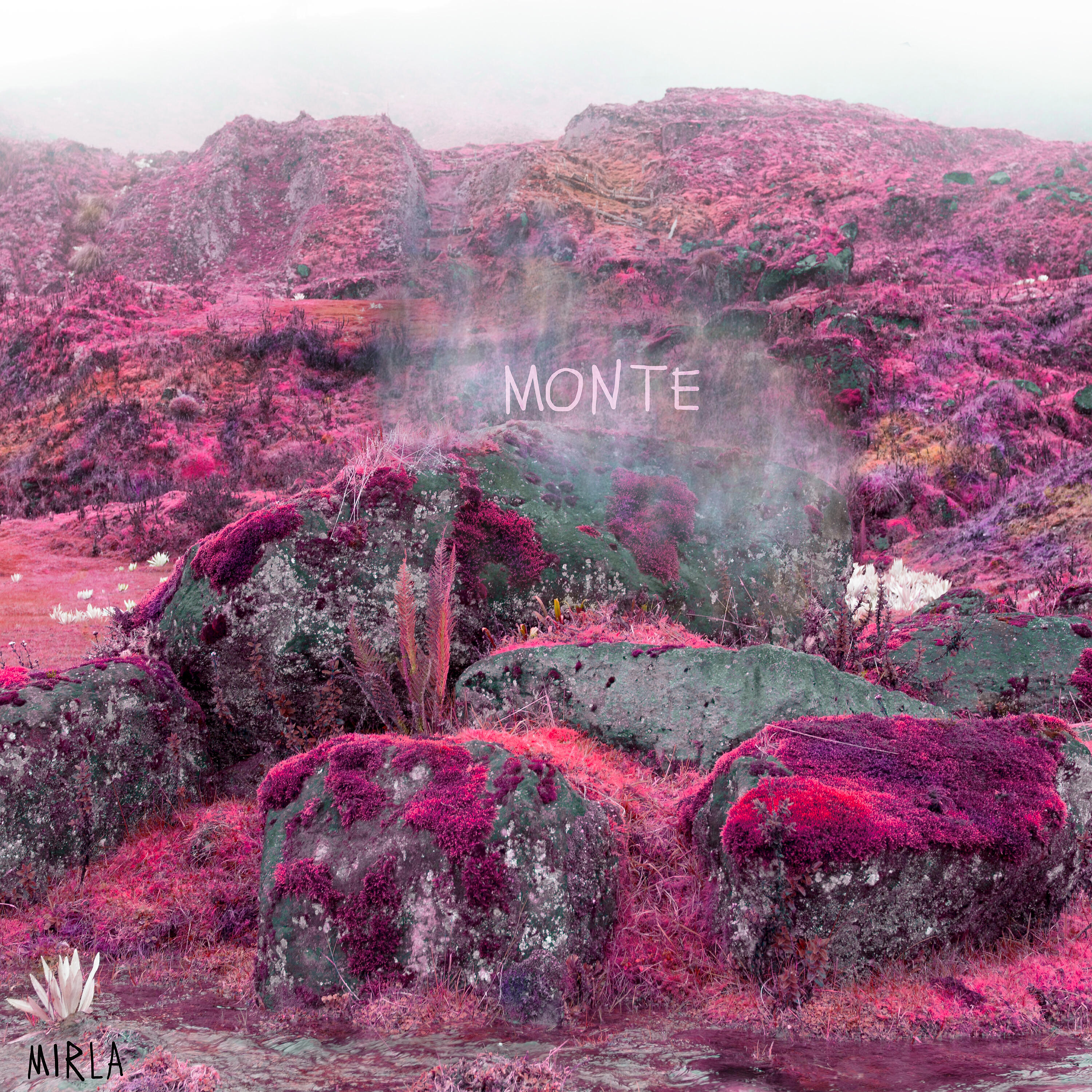 Monte - Jungla