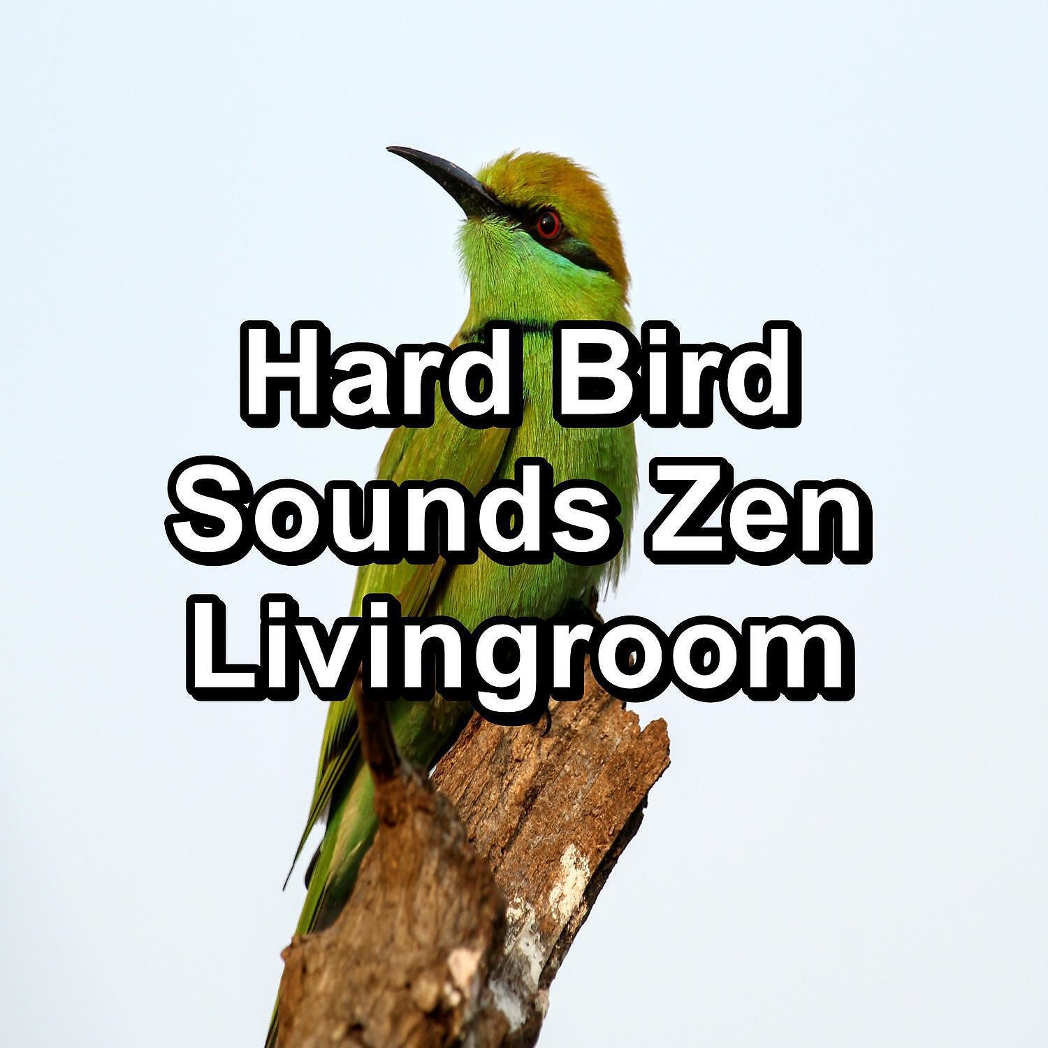 Sleep - Dreamy Bird Sounds For Concentration To Help Your Baby Relax