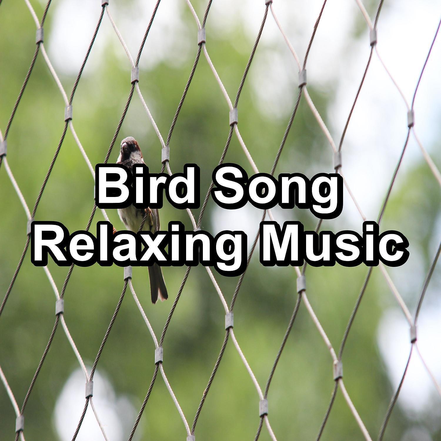 Singing Birds - ASMR Bird Sounds ASMR Instant Relaxing Loopable for the Night