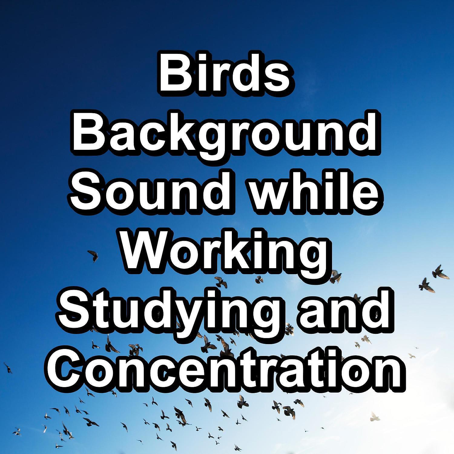 Sleep - Beautiful Bird Sounds For a Cozy Living Room To Loop for 24 Hours