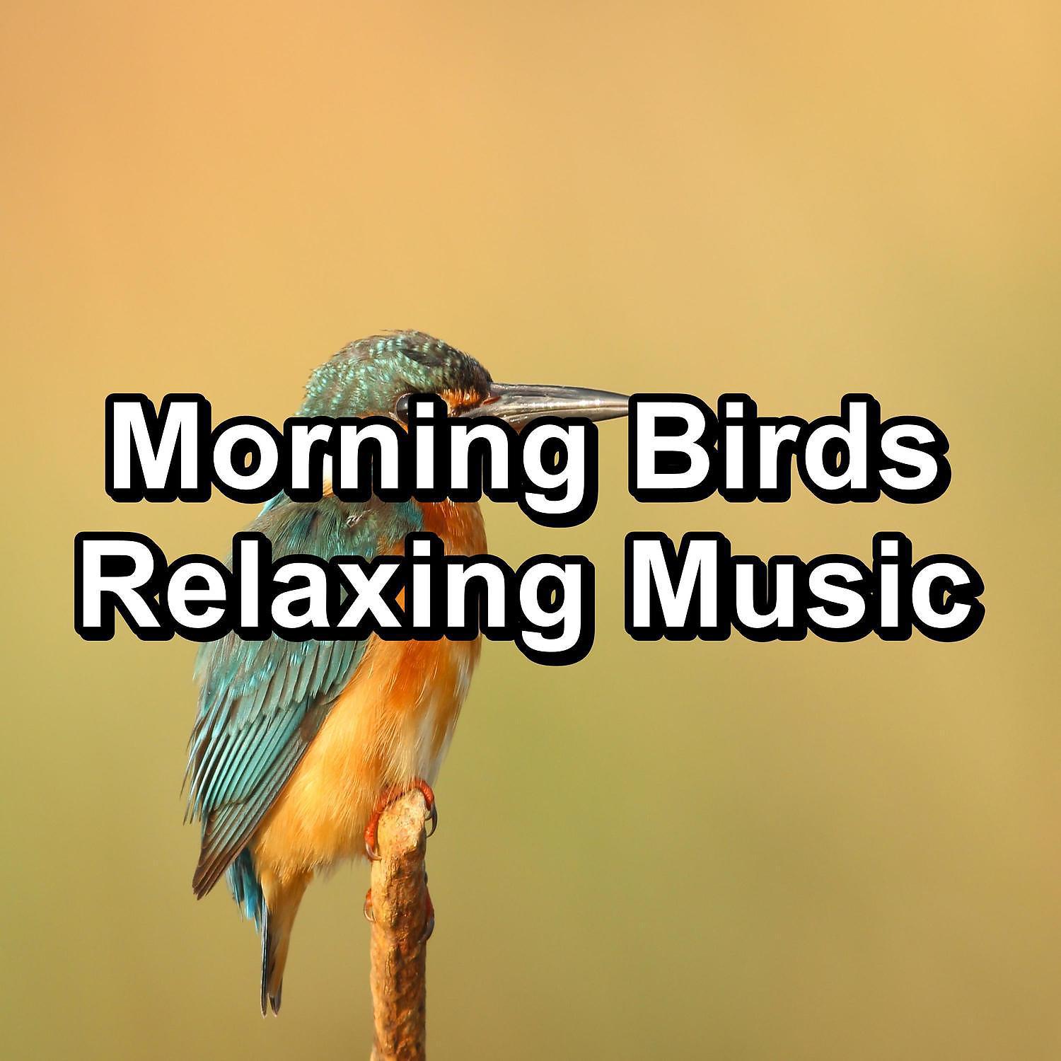 Постер альбома Morning Birds Relaxing Music