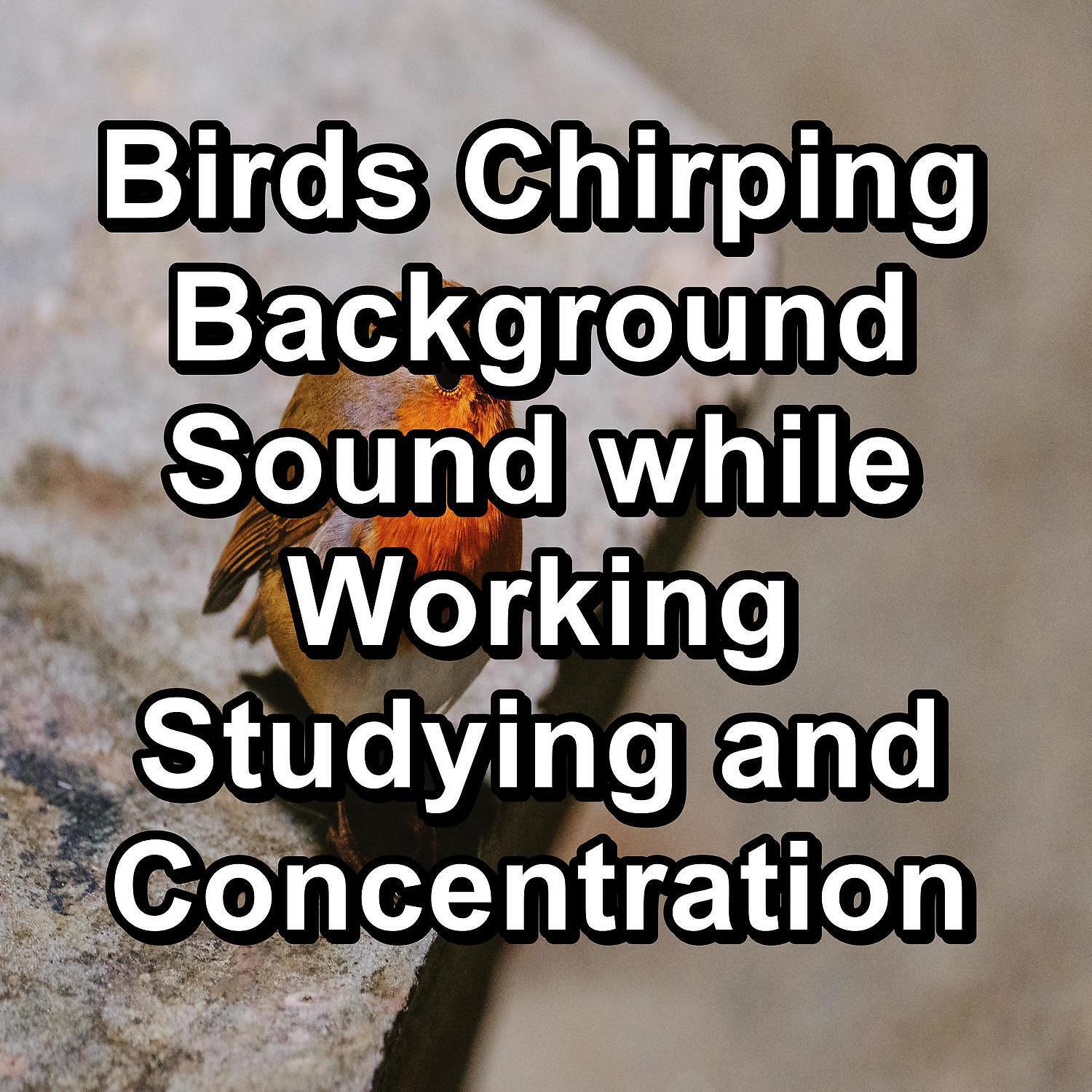 Yoga & Meditation - Birds Sounds ASMR Instant Relaxing To Loop for 8 Hours