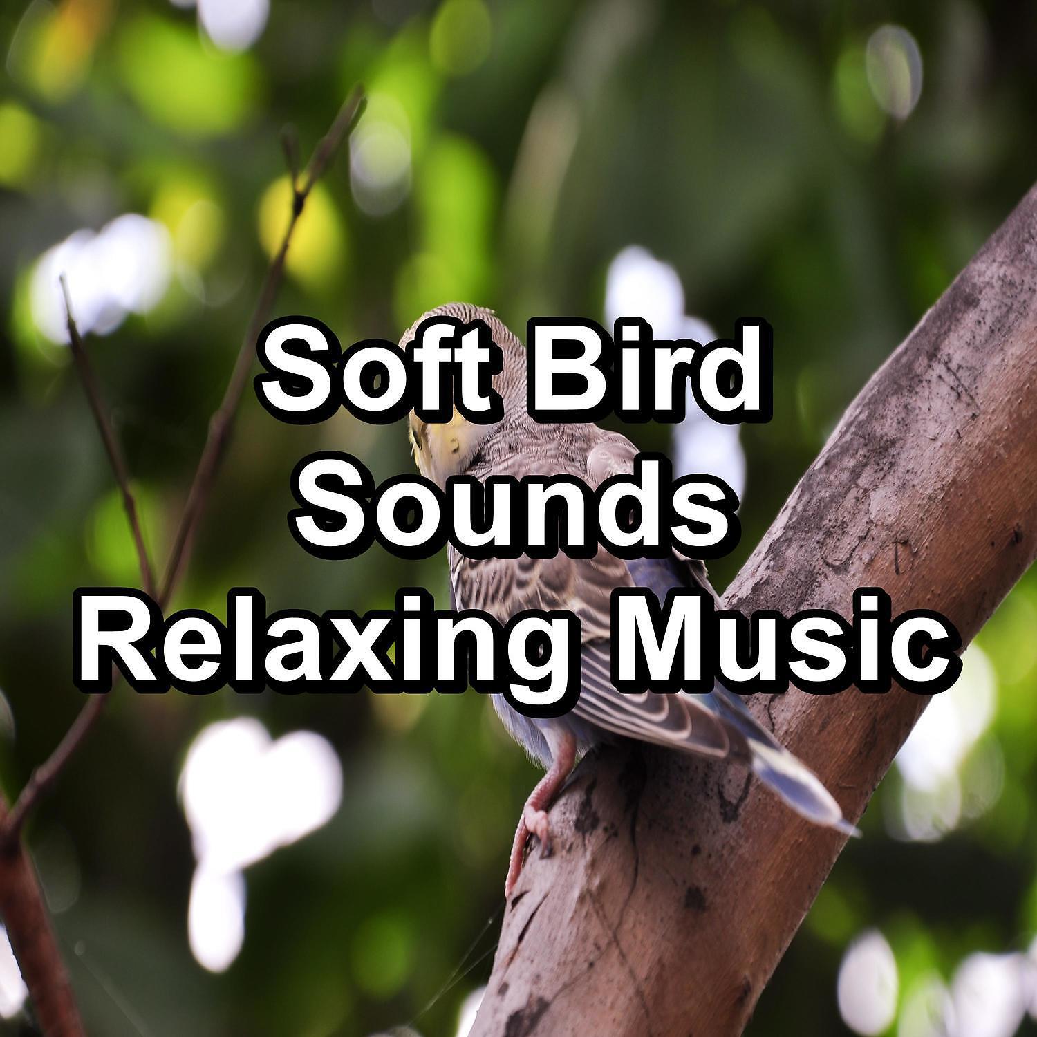 Baby Sleep - Dreamy Bird Sounds ASMR Instant Relaxing Best Loopable Sound