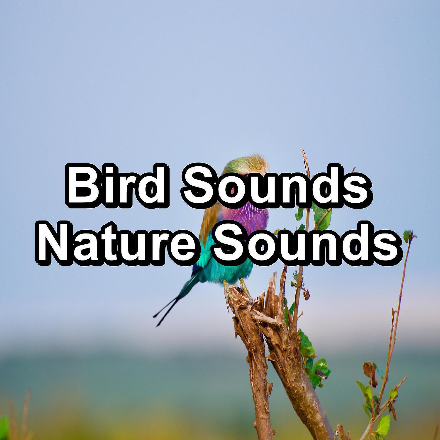 Постер альбома Bird Sounds Nature Sounds