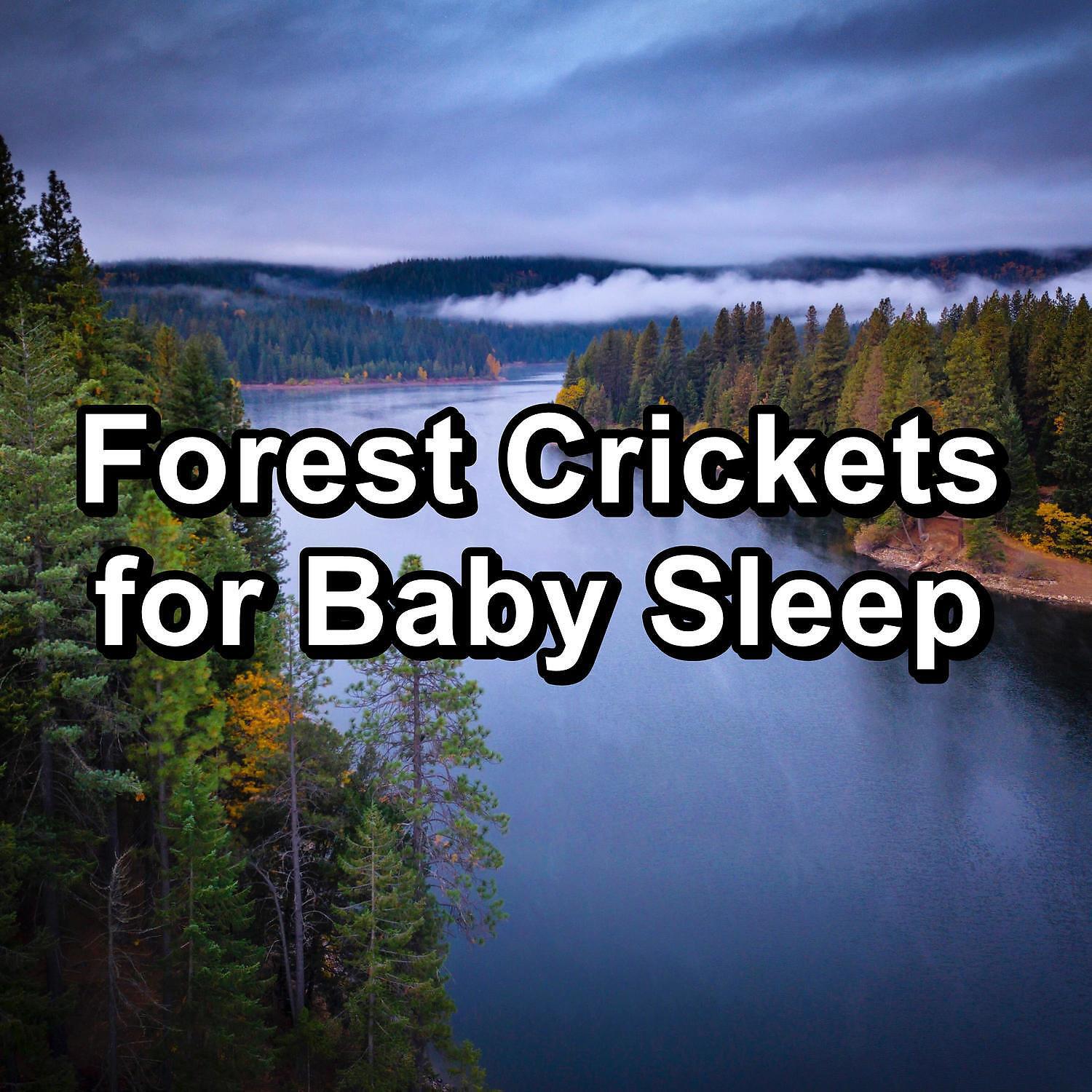 Crickets - Tinnitus Sleep Solution - Relaxing Woods Sounds