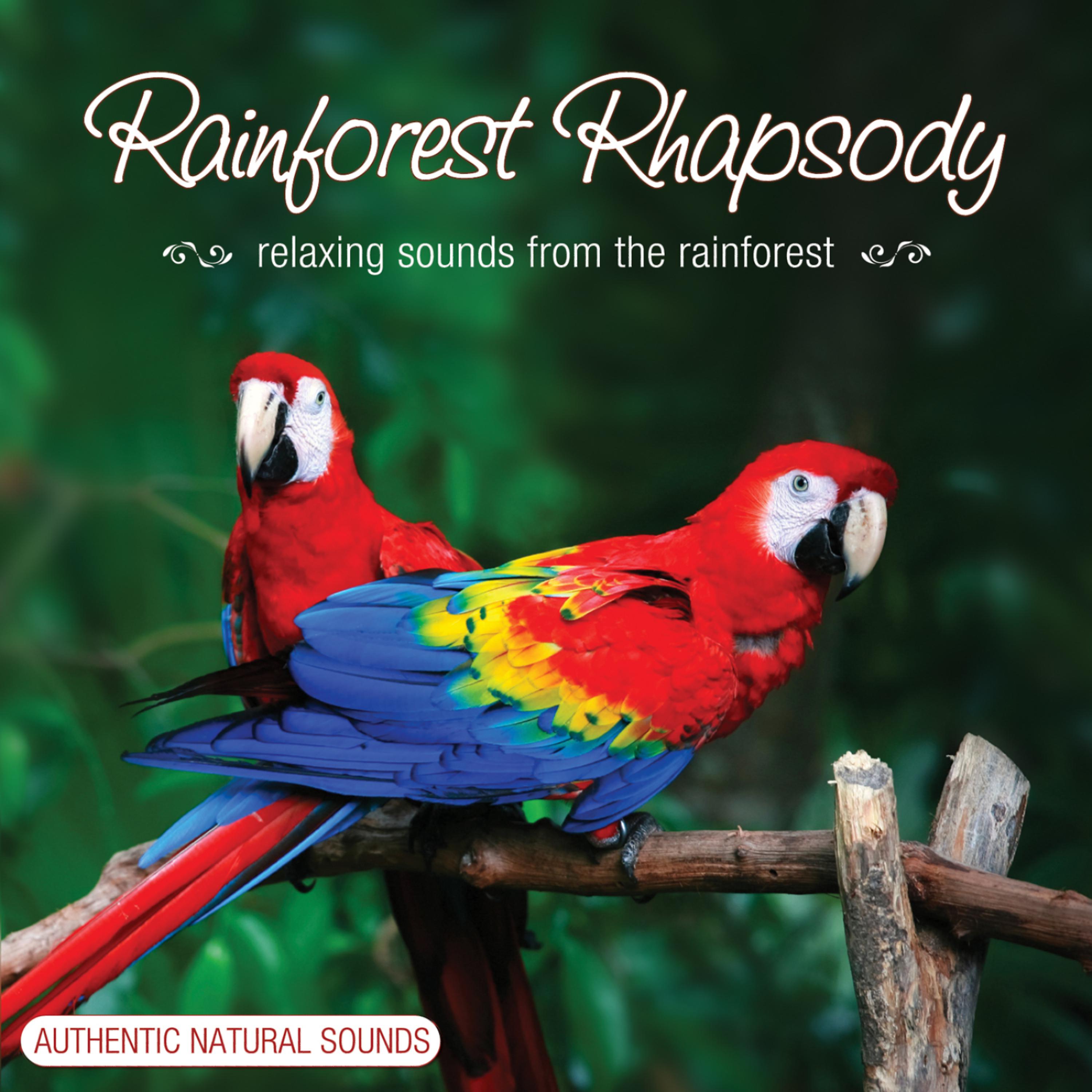 Постер альбома Rainforest Rhapsody