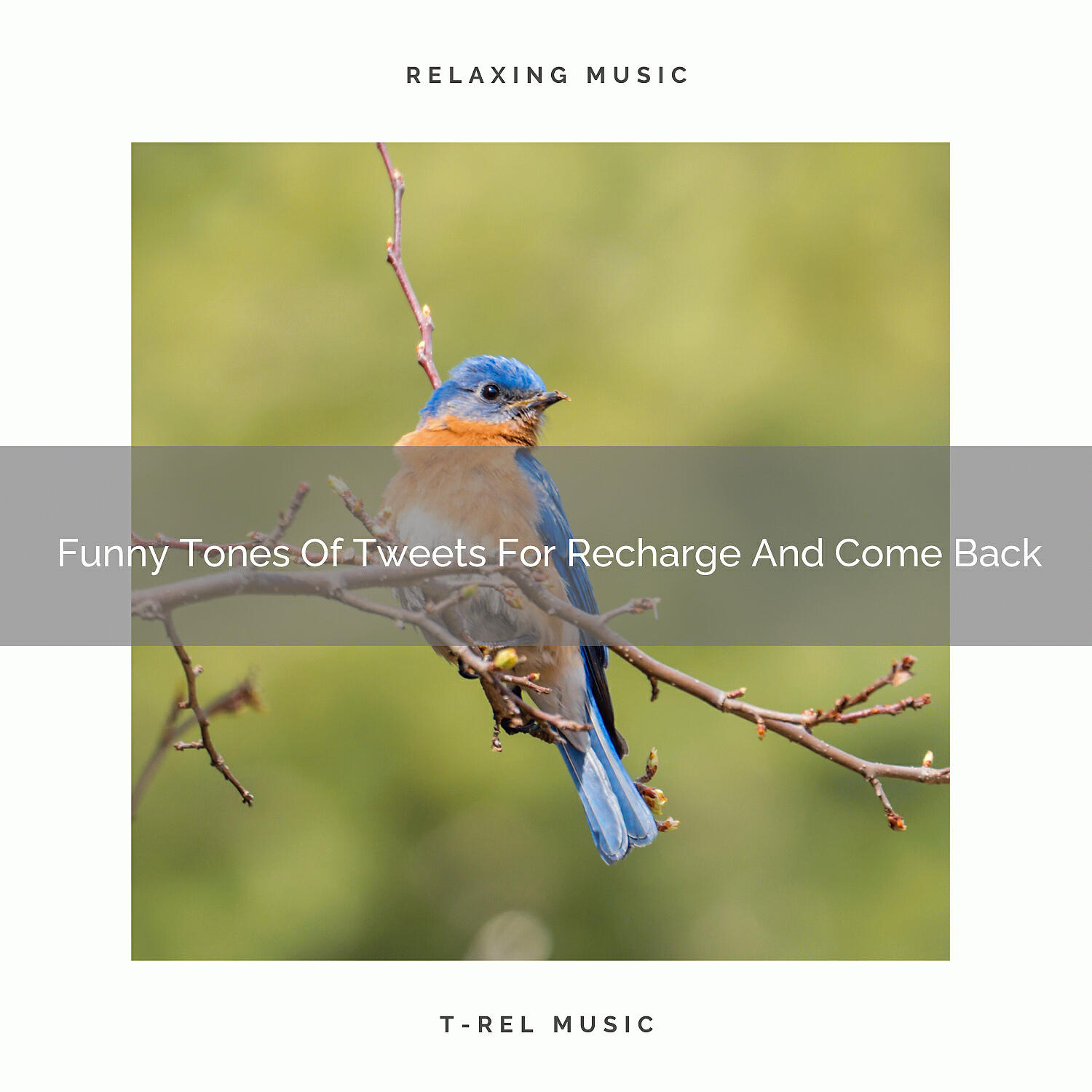 Deep Sleep Nature Sounds - Pure Tunes Of Birds For Relax And Noise Therapy