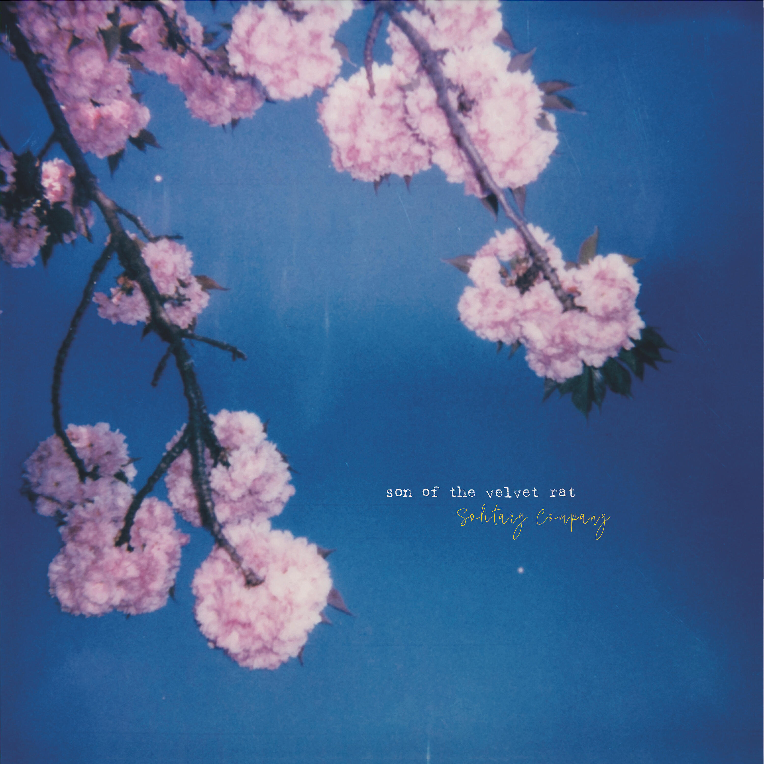 Son of The Velvet Rat - Beautiful Disarray