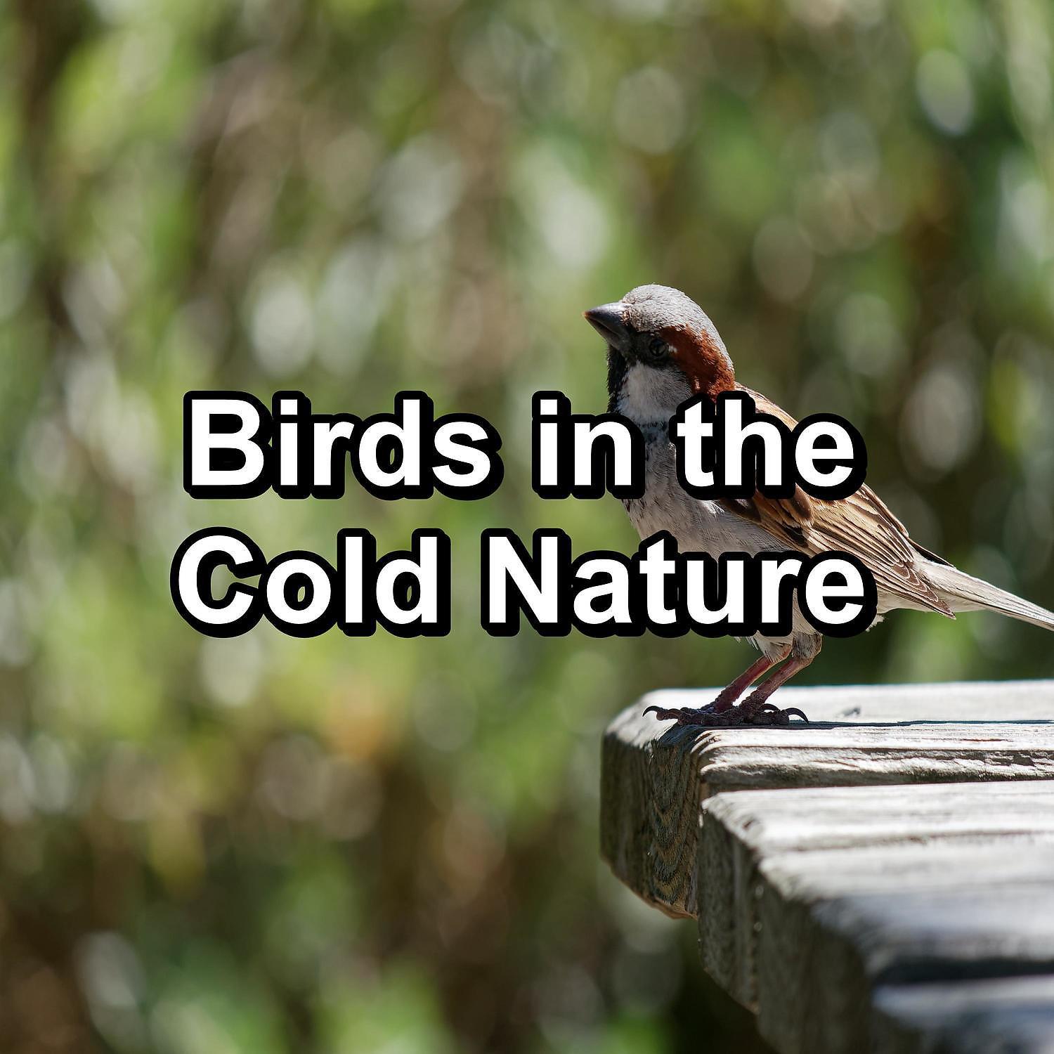 Nature - Bird Sounds Garden Bird Songs To Help Your Baby Relax