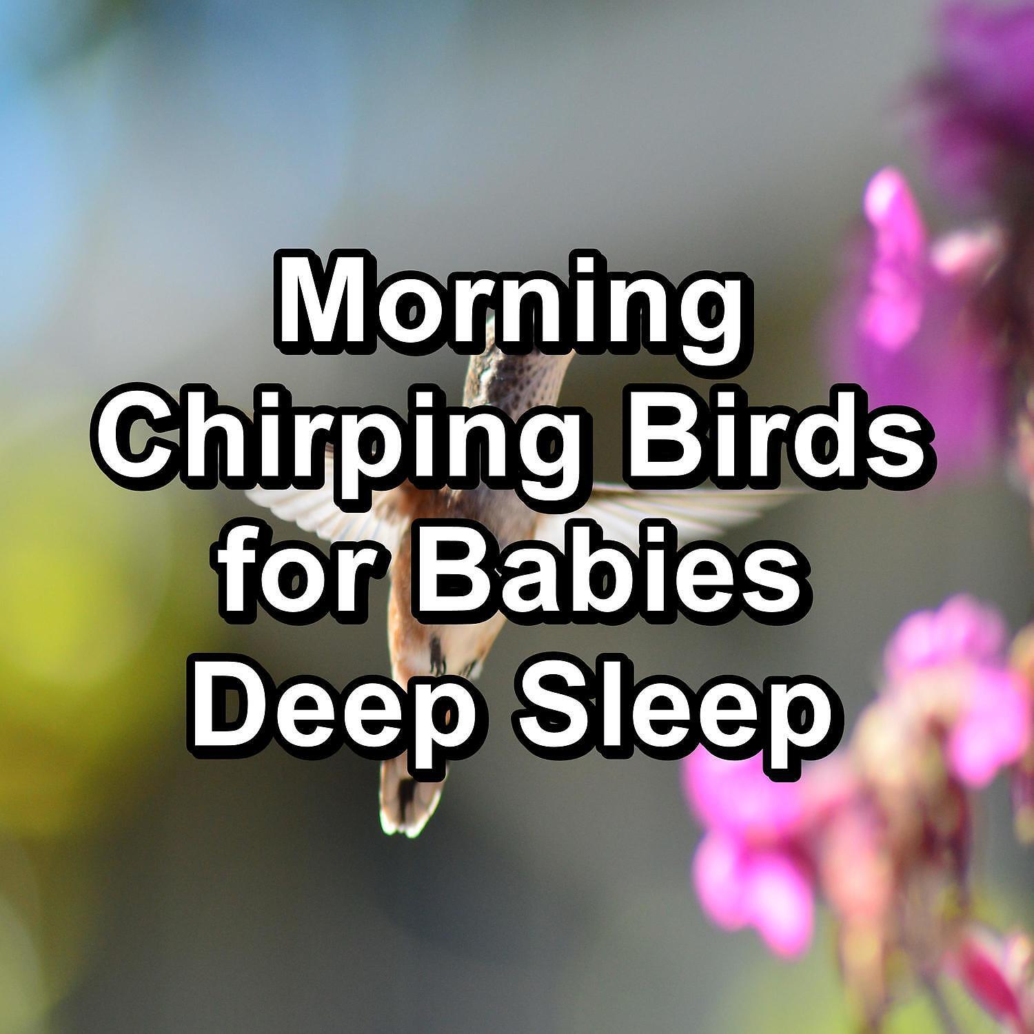 Yoga Shala - Birds Sounds ASMR Instant Relaxing To Loop for 8 Hours