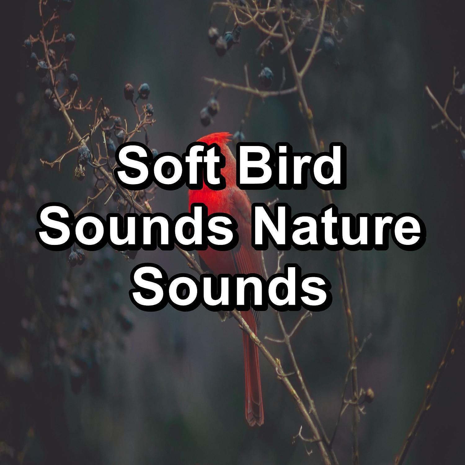 Nature Sounds & Bird Sounds - ASMR Bird Sounds Natural Sounds To Loop as Long as you Need