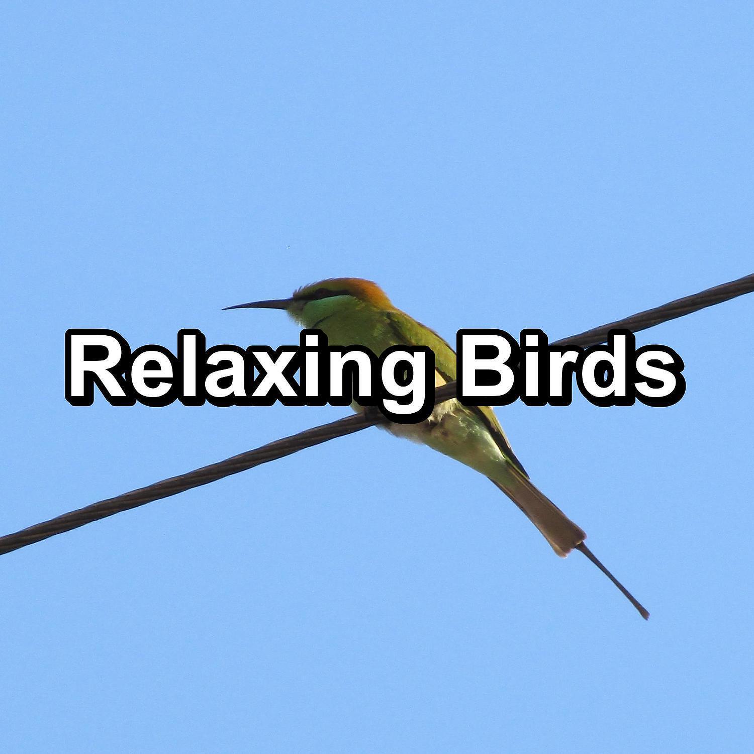 Sleep birds