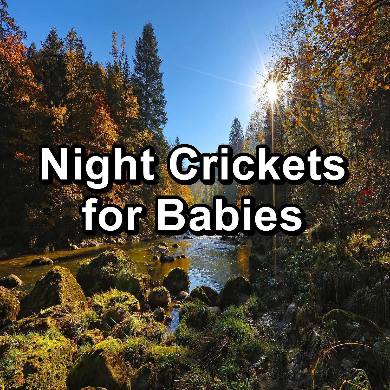 Crickets - Tinnitus Sleep Solution - Relaxing Woods Sounds
