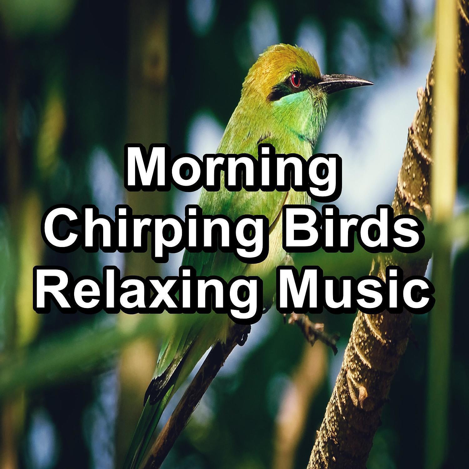 Bird Sound Collectors - Bird Music Ambience Sounds To Repeat the Whole Night
