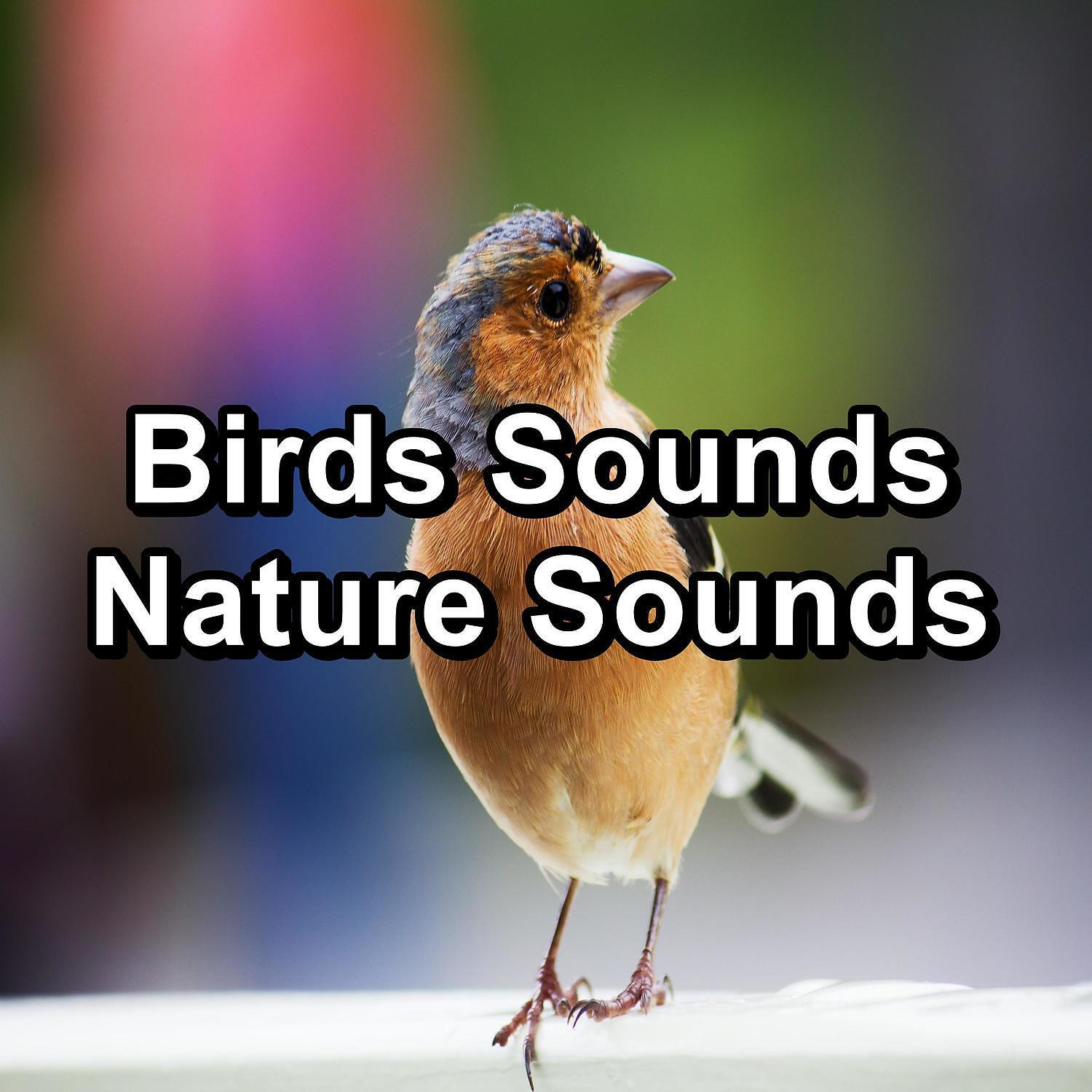 Bird - Calm Bird Sounds ASMR Instant Relaxing Peaceful For Meditation