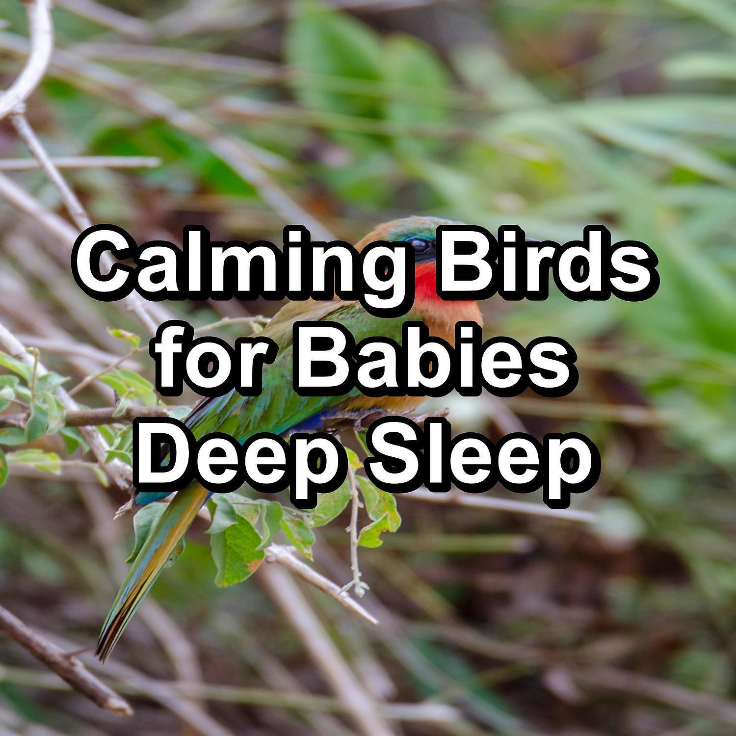 Calm Bird Sounds - Singing Birds in the morning