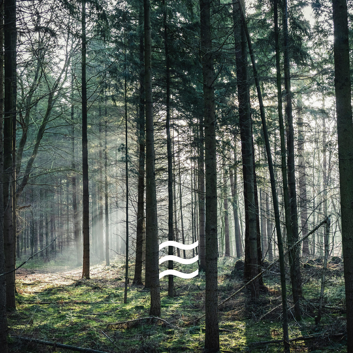 Cosy Forest Brown Soughs - Baby Sleep Forest Soughs and Calming Noise