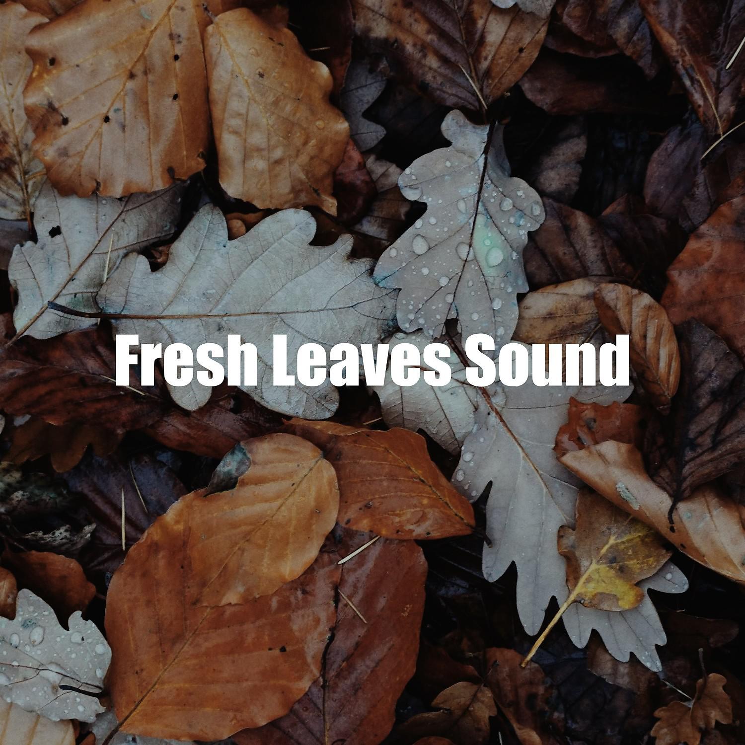 Постер альбома Fresh Leaves Sound