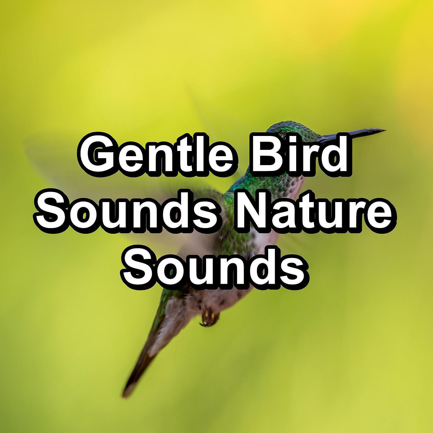 Sleep Sounds - Rest Bird Sounds ASMR Instant Relaxing To Help Your Baby Relax