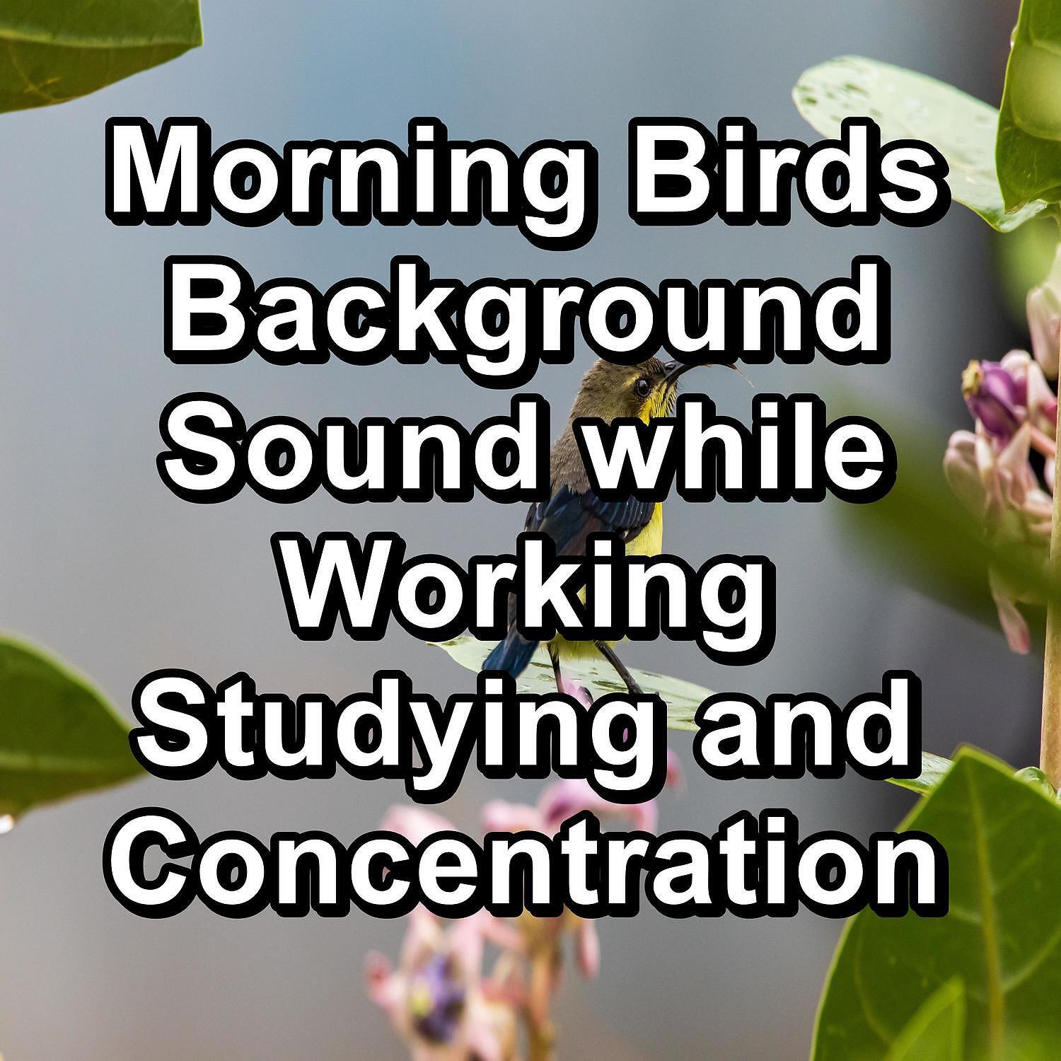 Nature Sounds - Singing Birds Sound