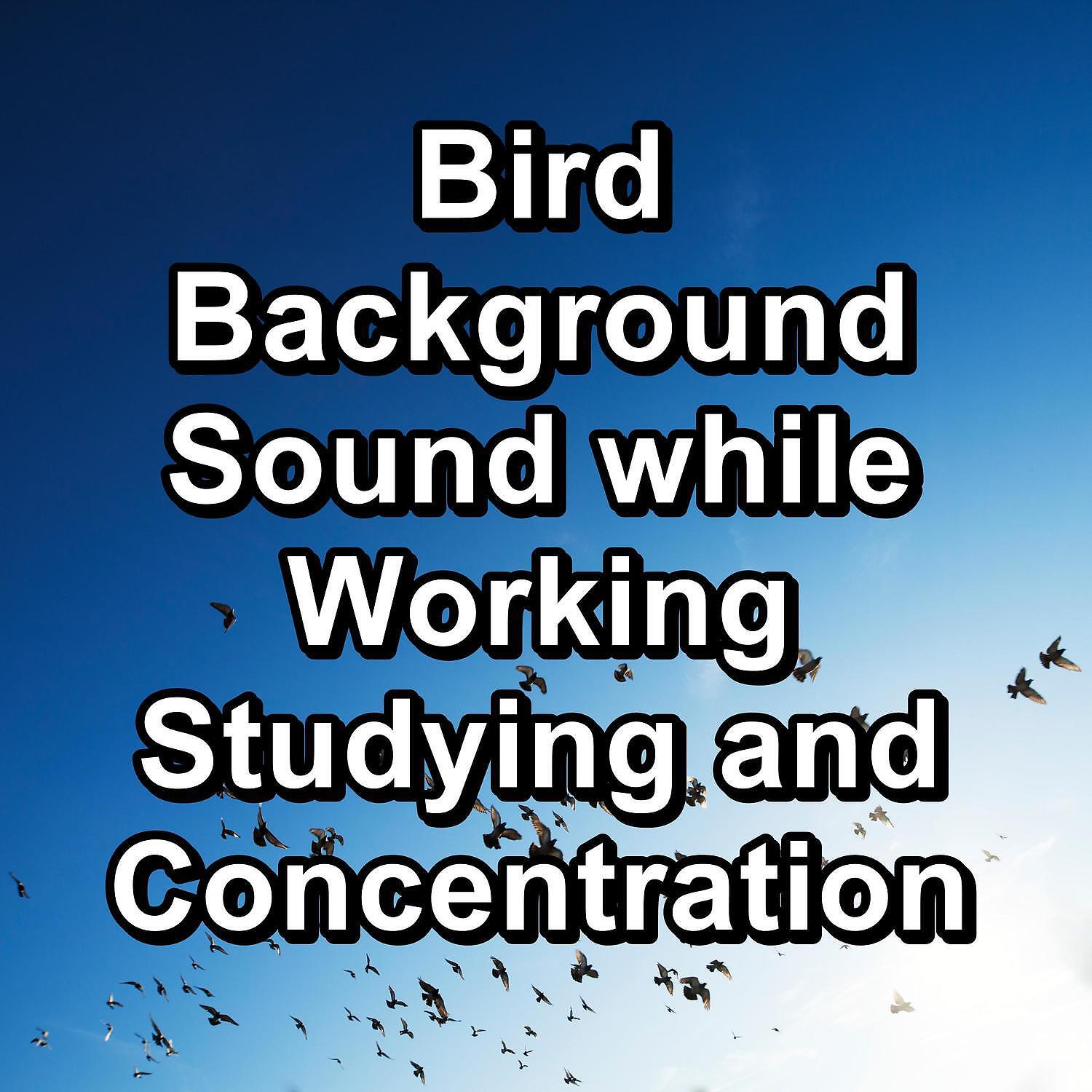 Yoga Tribe - Rest Bird Sounds For a Bright Day To Loop as Long as you Need