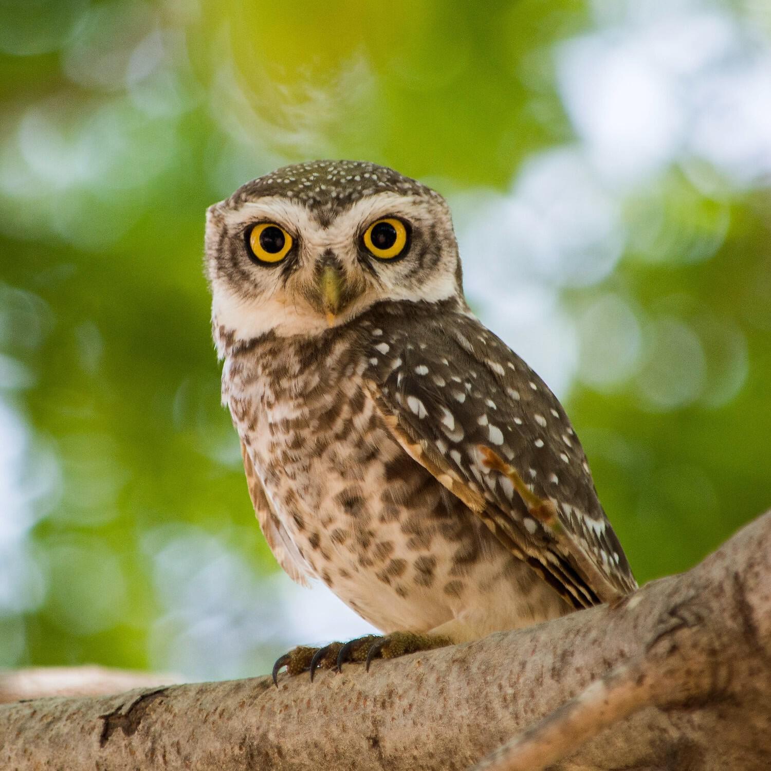 Nature Sounds Relaxation: Music for Sleep, Meditation, Massage Therapy, Spa - Nice Bird on a Tree