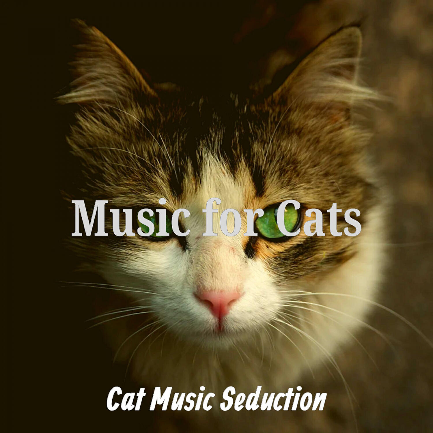 Cat Music Seduction - Subdued Backdrops for Cute Cats