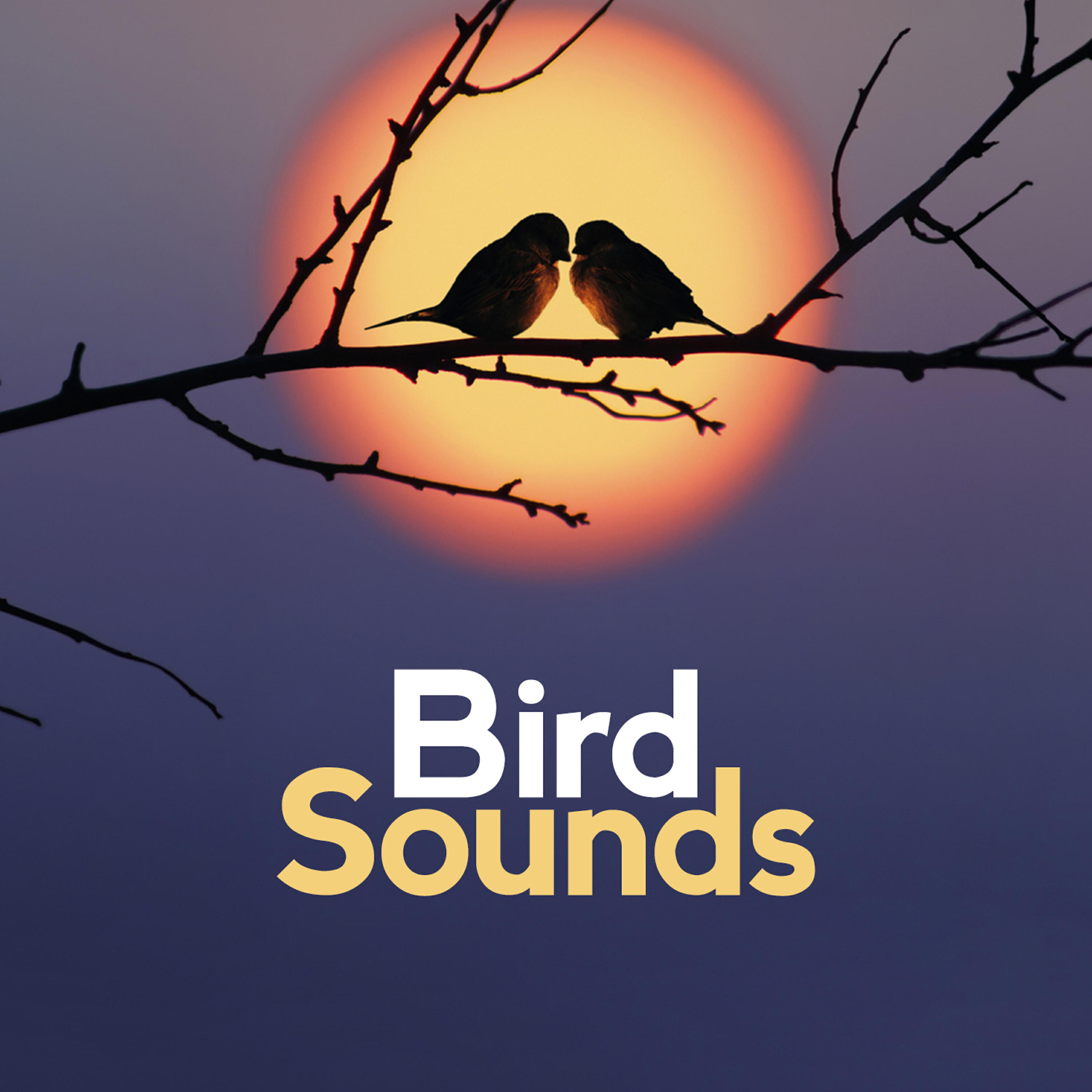 Bird Sounds - Picnic by the Duck Pond