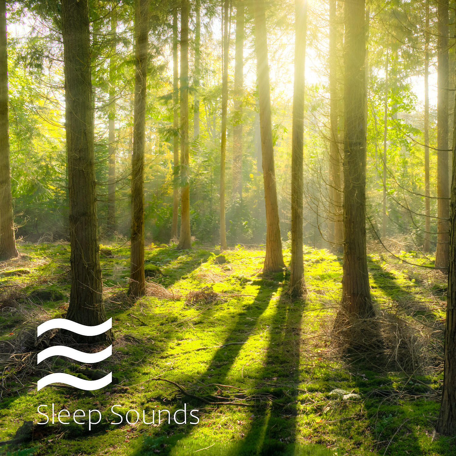 Soothing Sober Raining Sounds for Better Sleep - Shushing Placid Noises of Rain