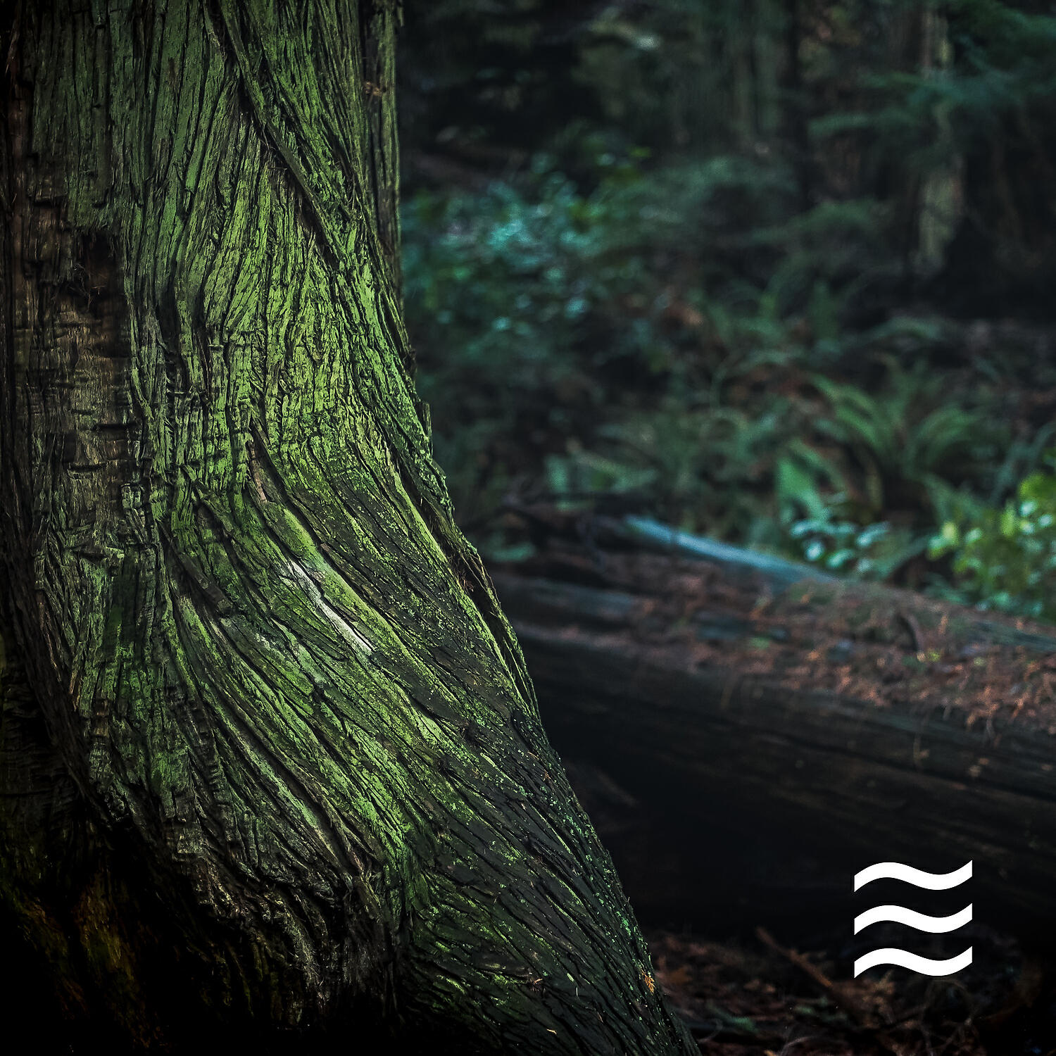 Calmful Soft Forest Noises with Birds - Rest and Deep Chillout Forest Noises
