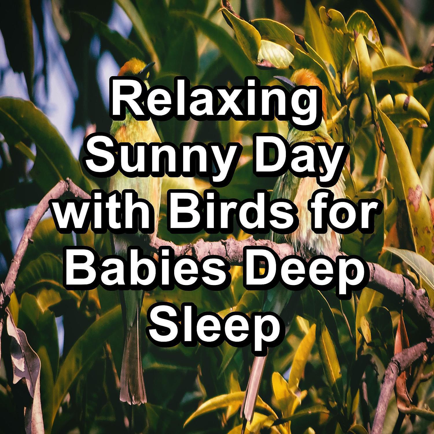 Calm Bird Sounds - Ambient Nature Sounds ASMR Instant Relaxing To Help with Relaxing