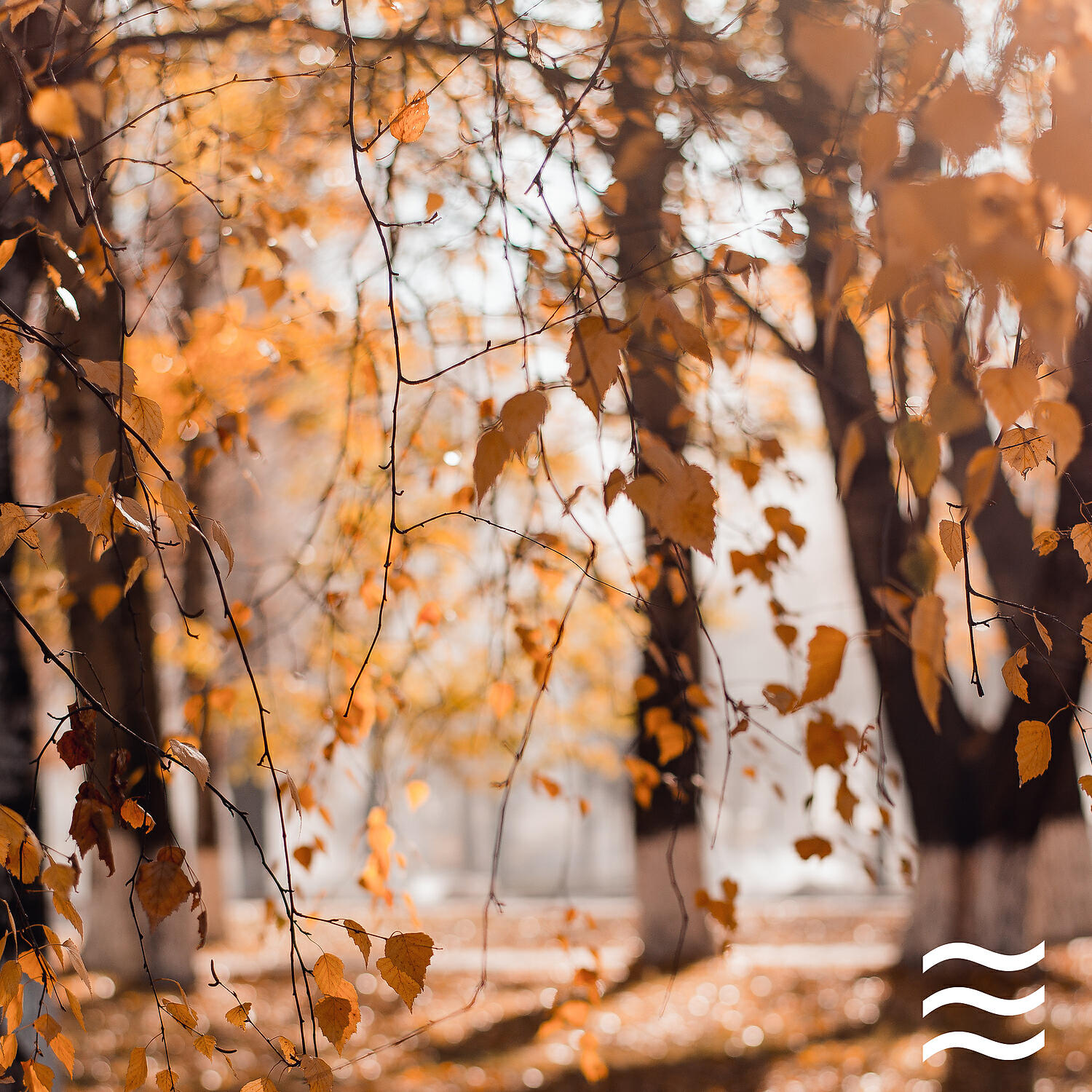 Calming Soothing Natural Rainfall Soughs for Sleep - Peaceful Deep Raining Noises